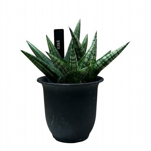 多肉植物 サンセベリア ヤヤ Sansevieria Yaya 3号(現品) インテリア
