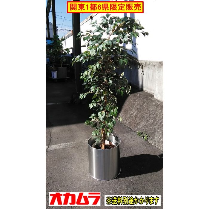 関東一部 プラントボックス付人工樹木 プラントボックス オカムラ製 フェイクグリーン F-NA-599-0111A