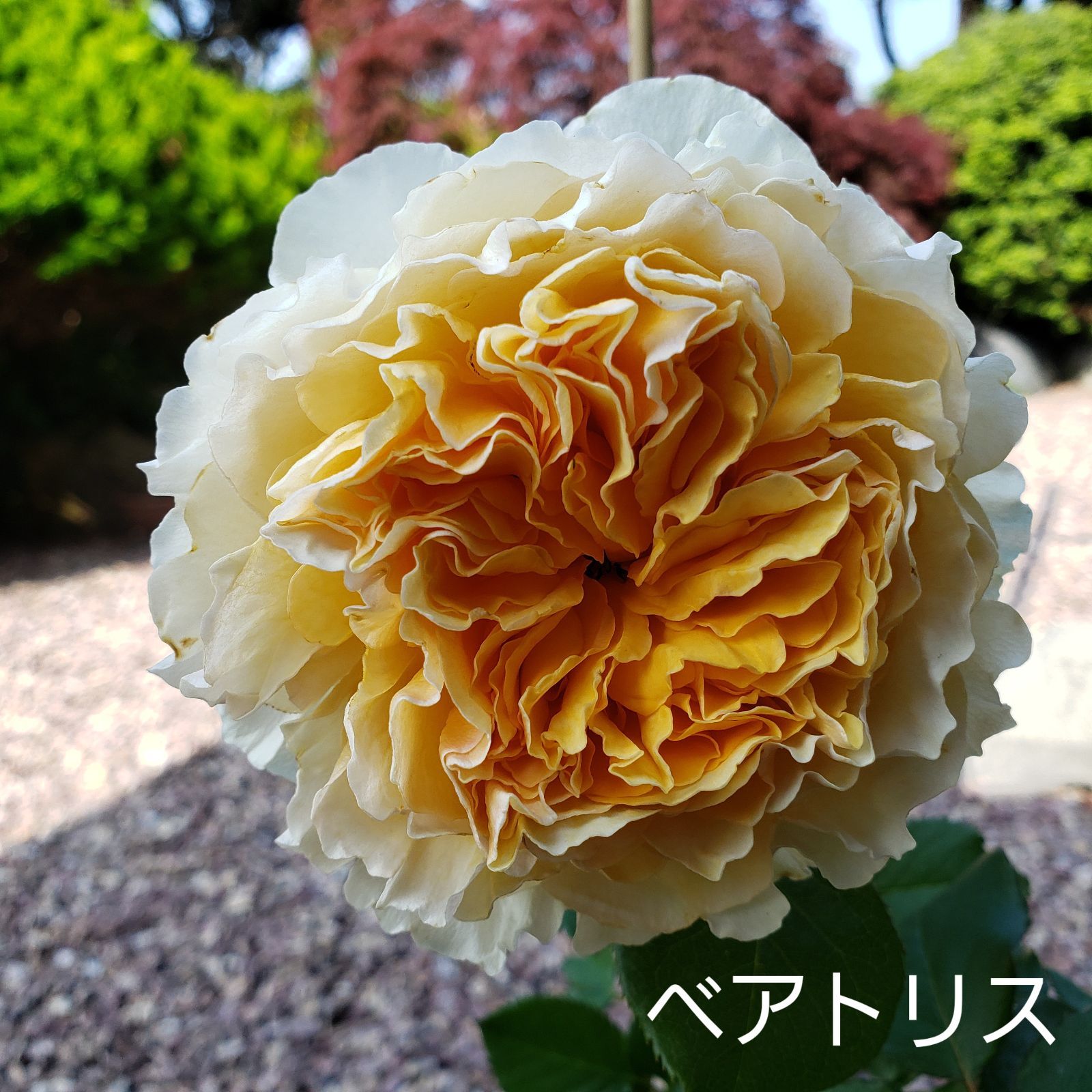 希少　DAローズ　ベアトリス バラ苗 DAローズ ベアトリス - メルカリ