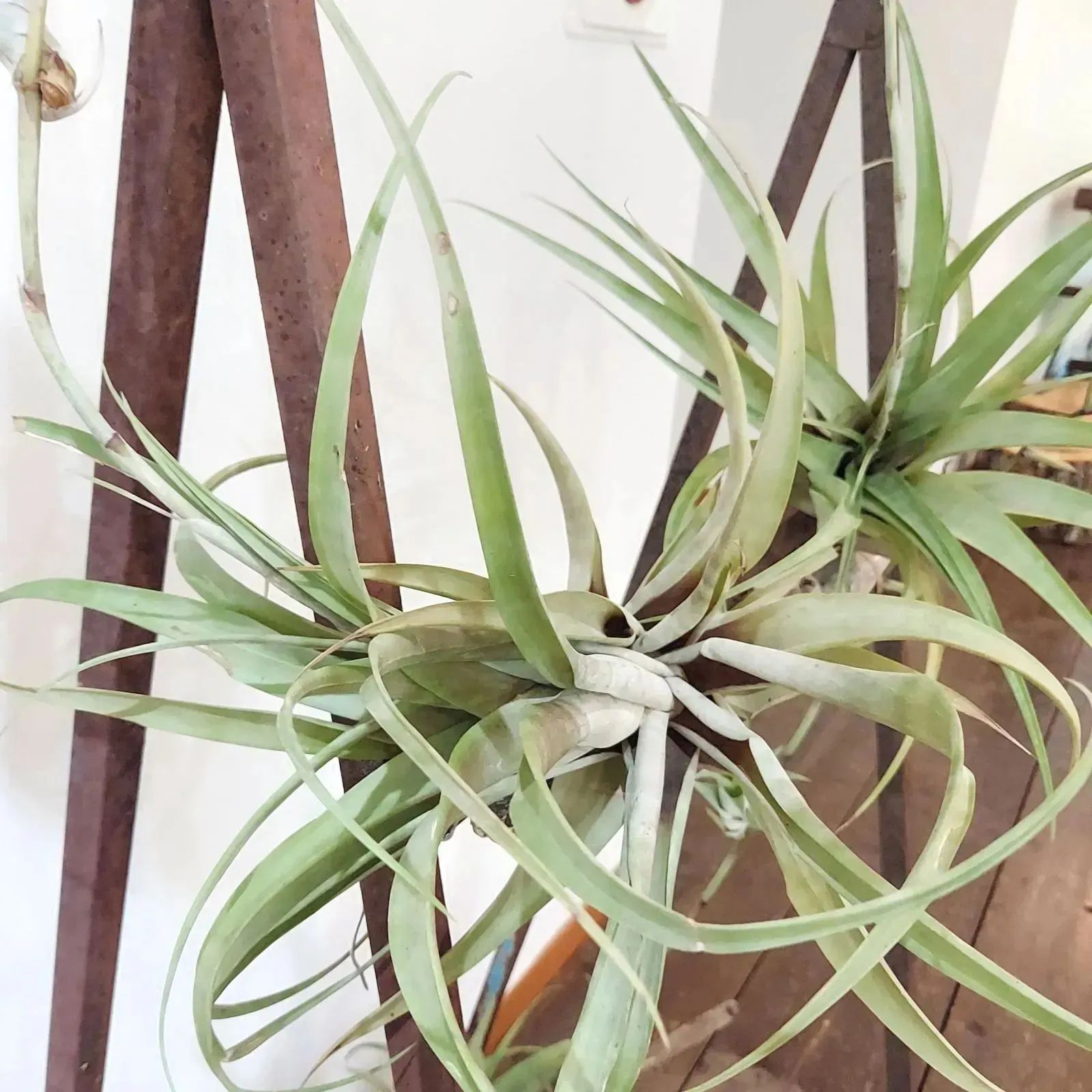 エアプランツ チランジア フレクスオーサ ヴィヴィパラ 着生植物
