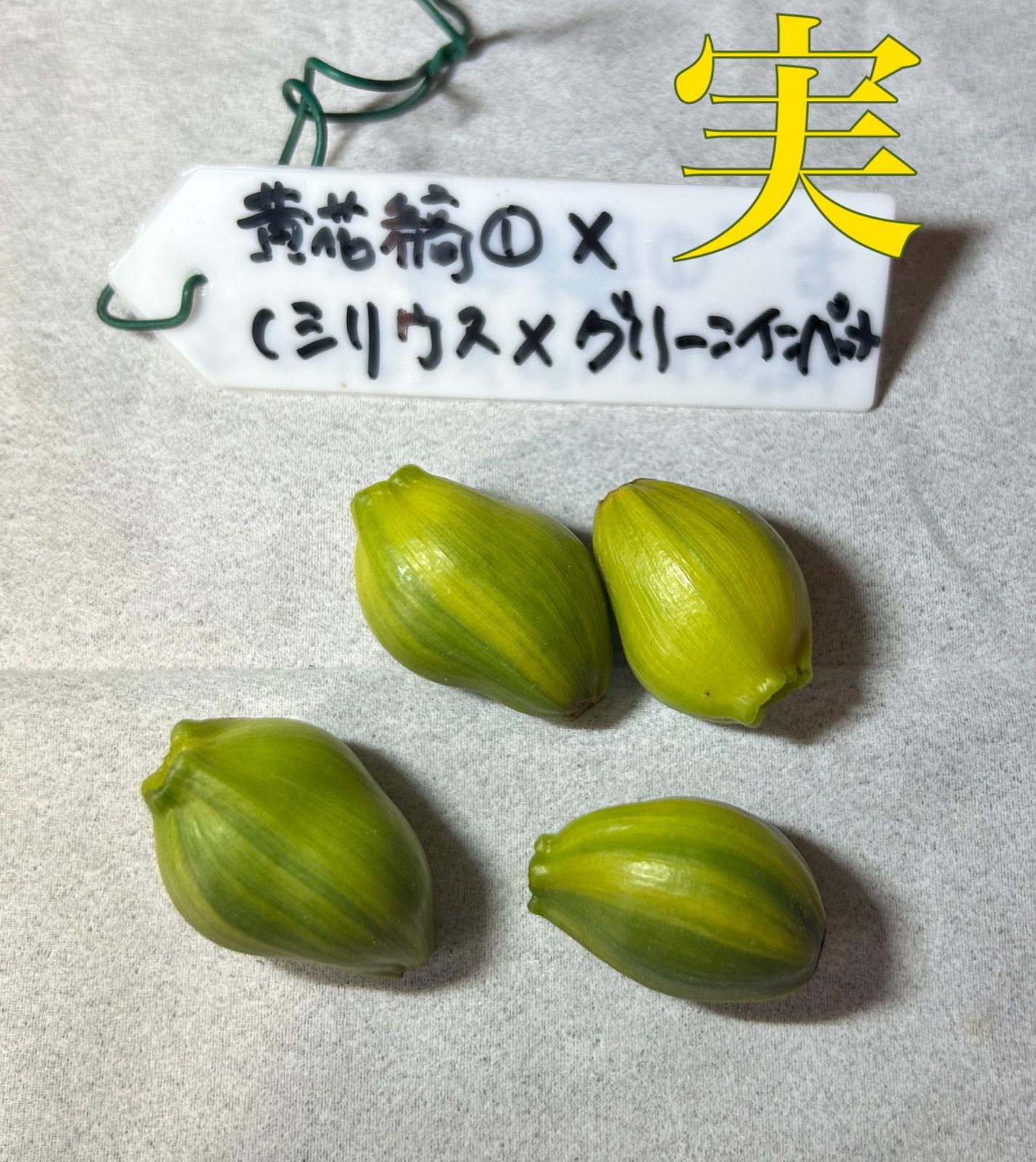 クンシラン　縞　交配種 君子蘭2023交配種子(BO)黄花縞①✖️(シリウス✖️グリーン