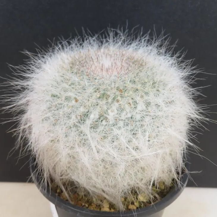 6115 「サボテン」マミラリア 玉翁 実生【発根・美株・Mammillaria hahniana】 - メルカリ