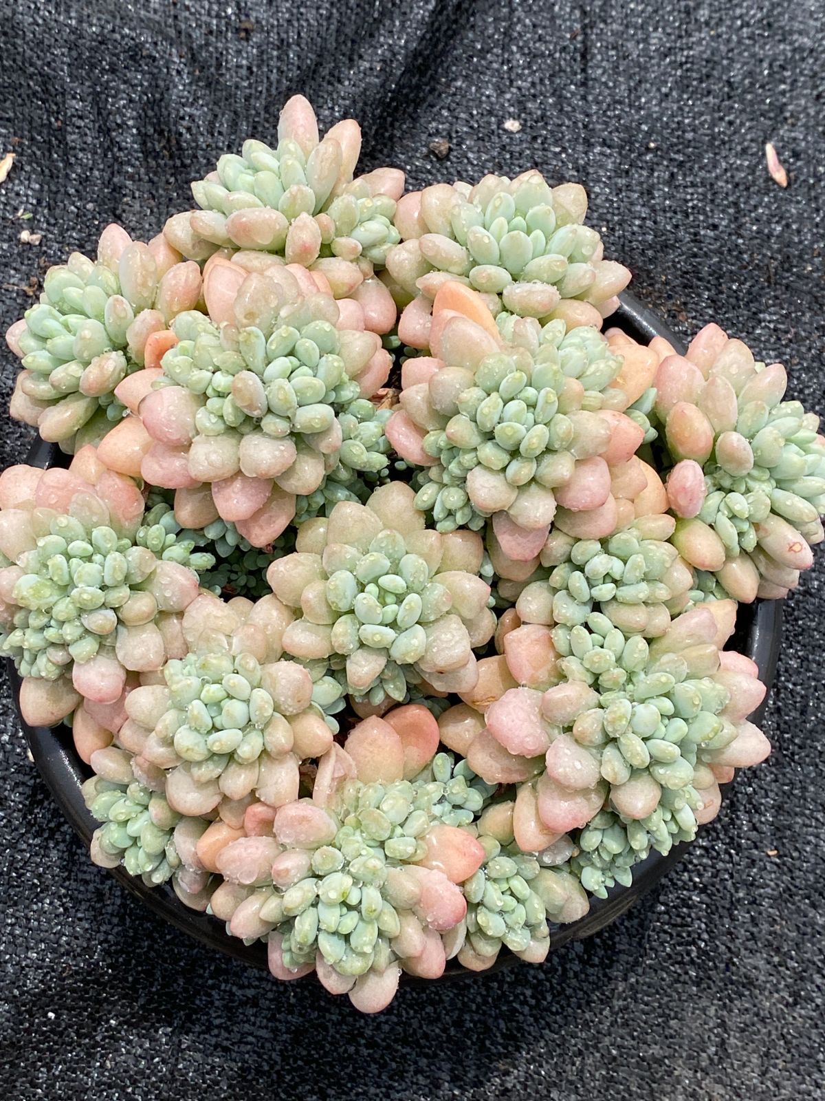 超人気】1株 抜き苗セット ダフニィ 多肉植物 第四種郵便で発送