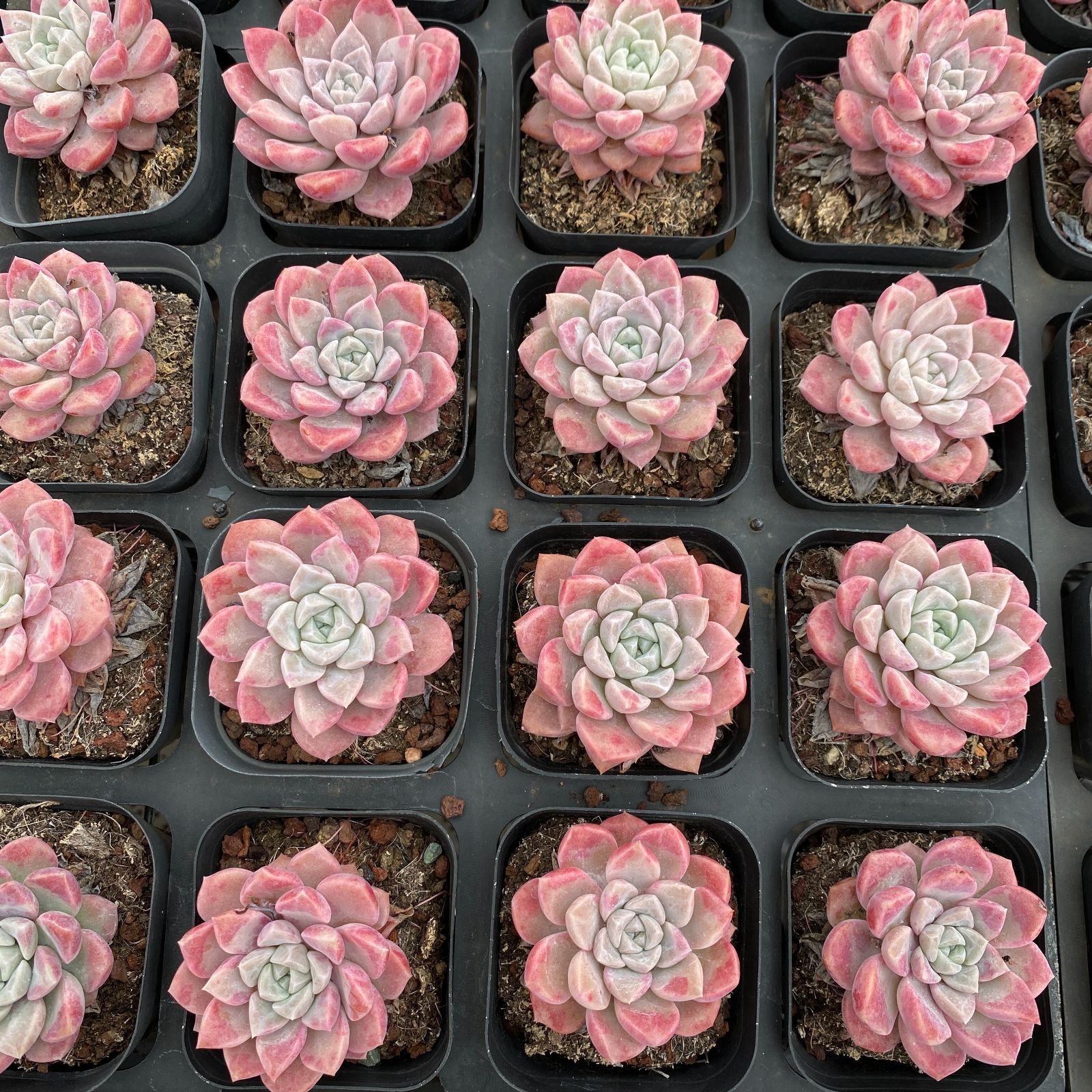 50株の抜き苗セット】べにひめ（浅い） 多肉植物 佐川急便発送 エケベリア