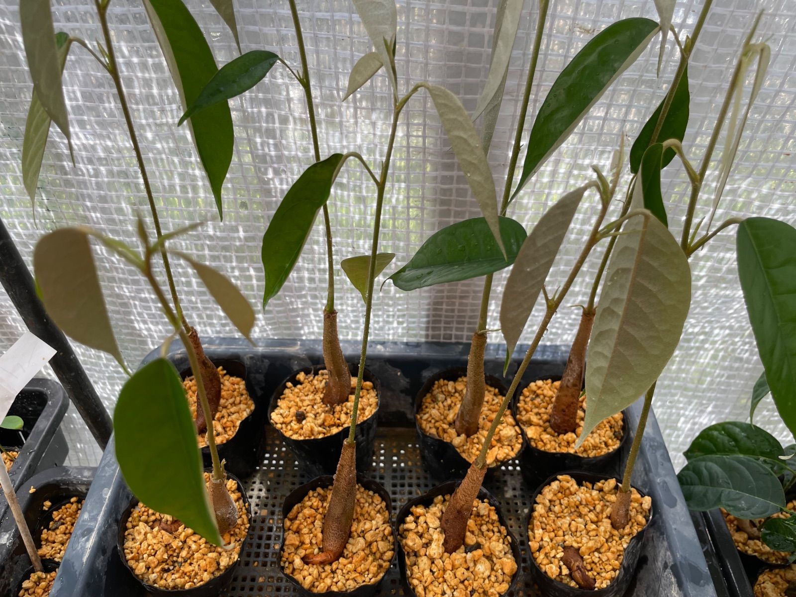 ドリアン苗 レア品種 Durio Graveolens苗 ドリアン苗 レア品種Orange Durio Graveolens苗