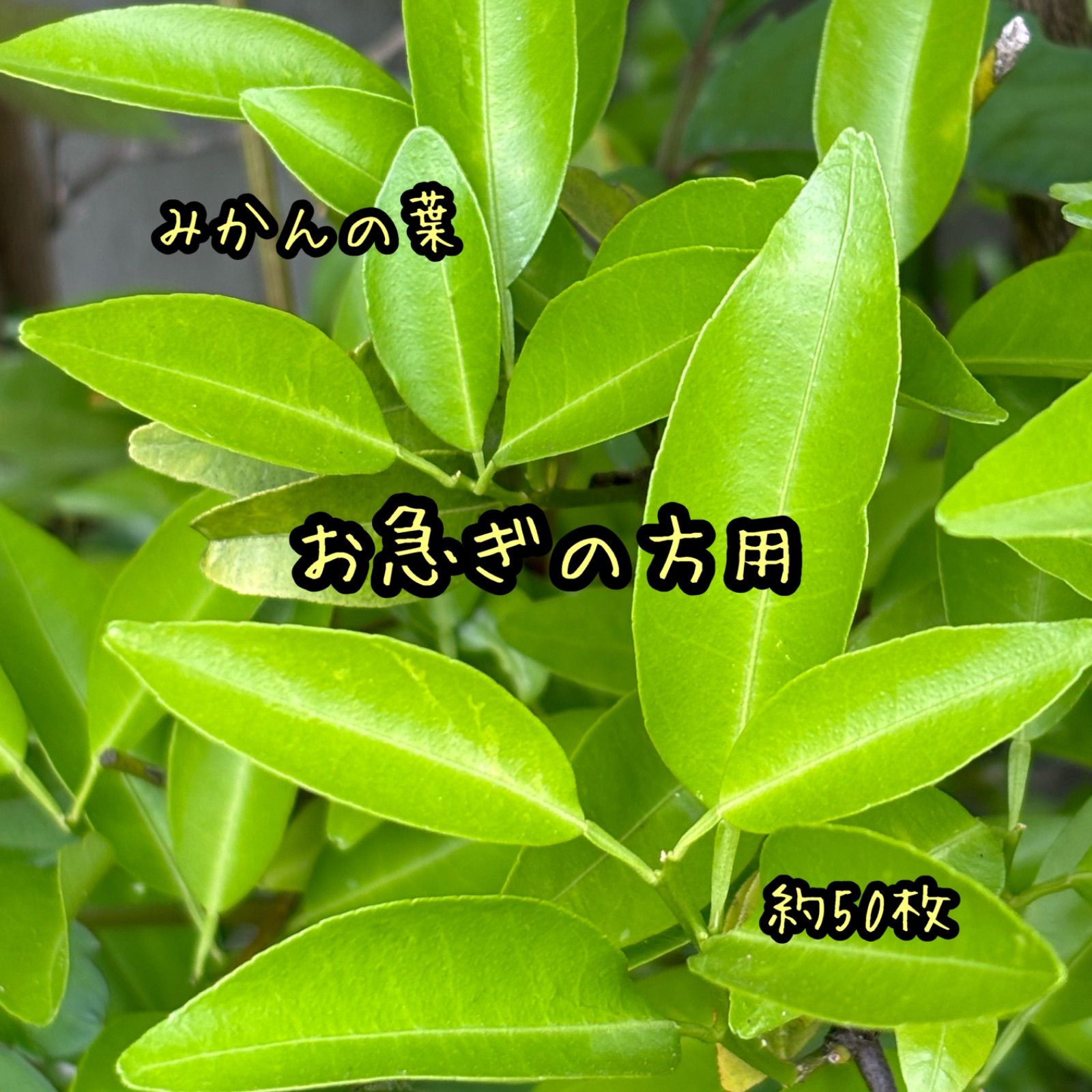 アゲハ幼虫の餌、岐阜産、柑橘類の夏の新葉、枝付きも可、約12本、60枚 みかんの葉 赤ちゃん幼虫用 （みかんの木 切り枝 みかんの葉 約