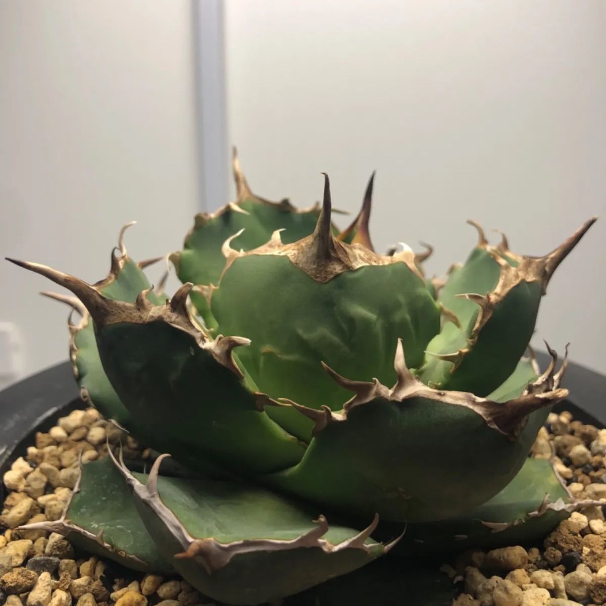 イラン産 Agave titanota FO-076 - メルカリ