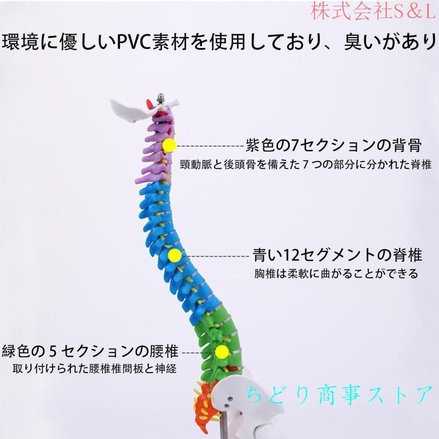 脊髄骨盤模型 実物大 色付きの柔軟な脊椎解剖モデル 折り曲げ可能 人体模型