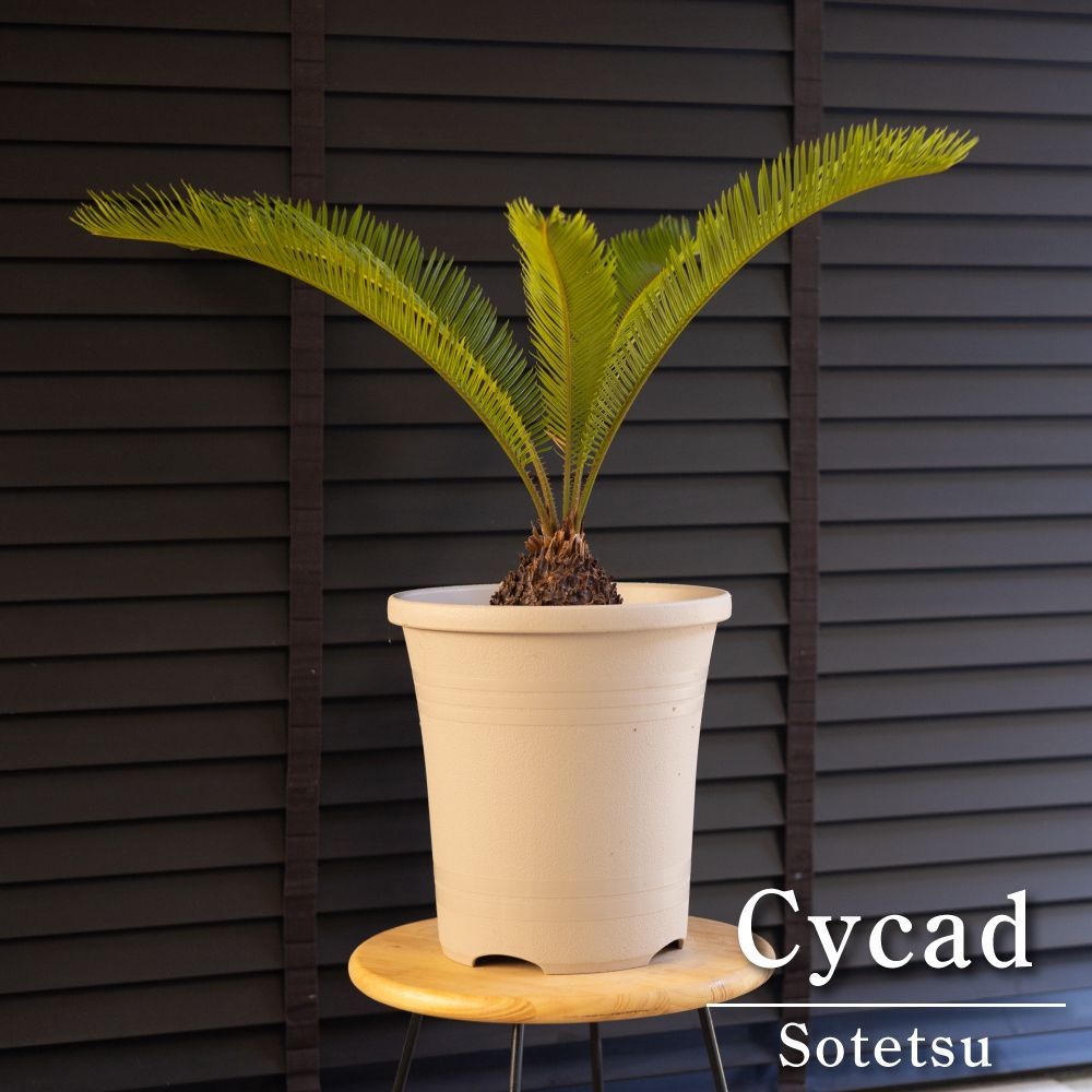 ソテツ　蘇鉄　ヤシの木　観葉植物③ ソテツ 3.5号 蘇鉄 観葉植物 | Pay ID