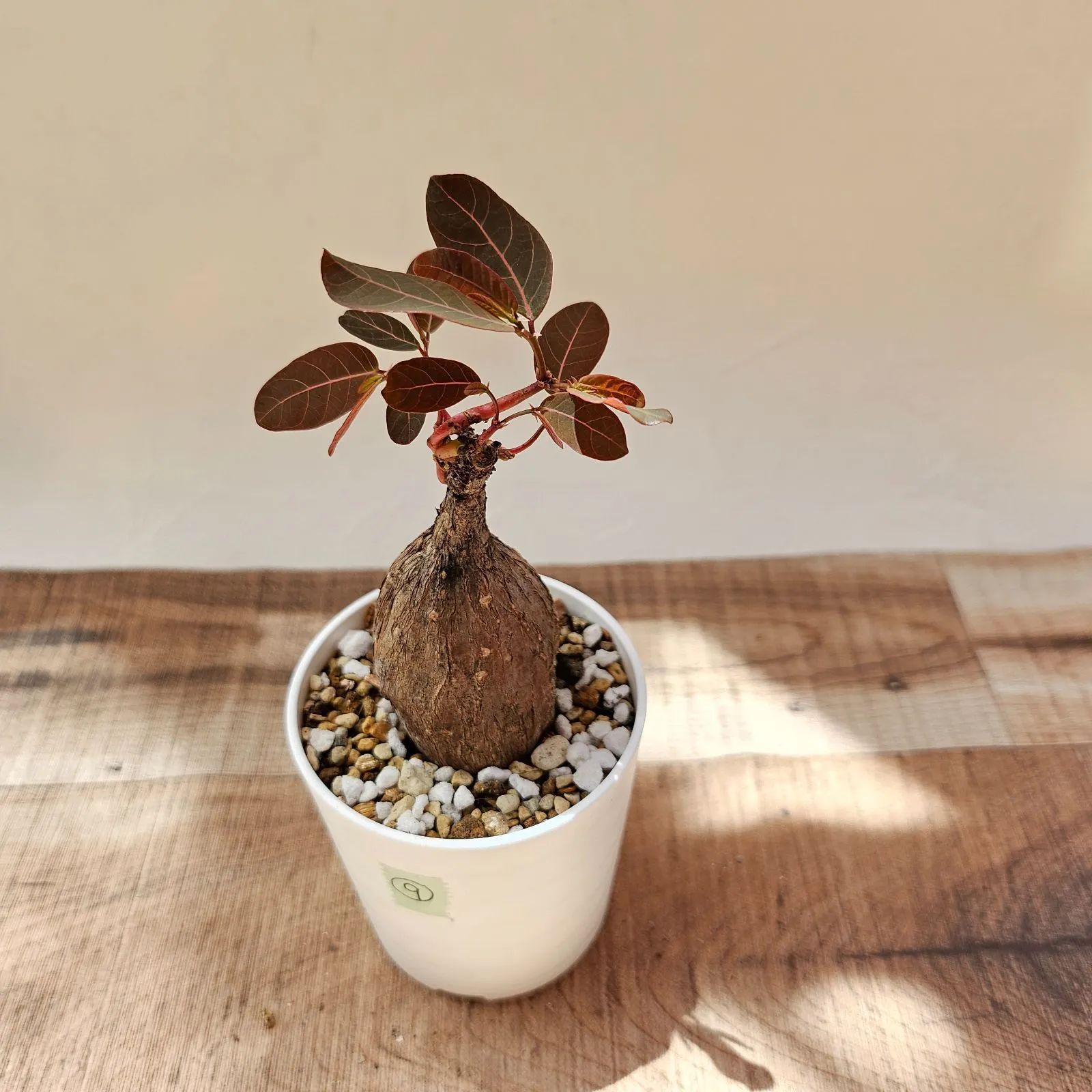 フィランサス ミラビリス 【レア大株 古株】 フィランサス ミラビリス 【レア大株 古株】 フィランサス