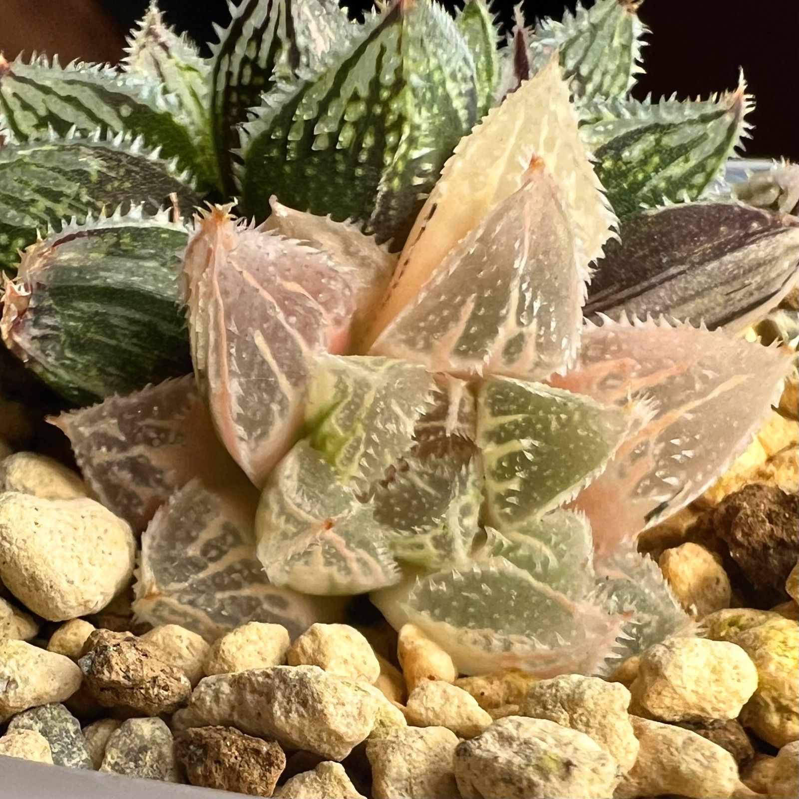 ハオルチア 新氷砂糖錦 極上斑 - 植物/観葉植物