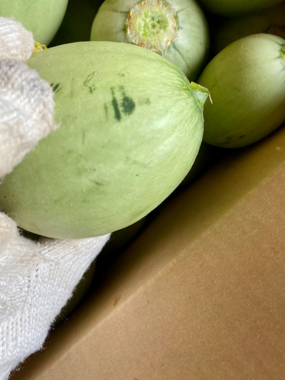 メルカリshops 北海道産 摘果メロン 漬物用メロン 箱抜き4キロ超