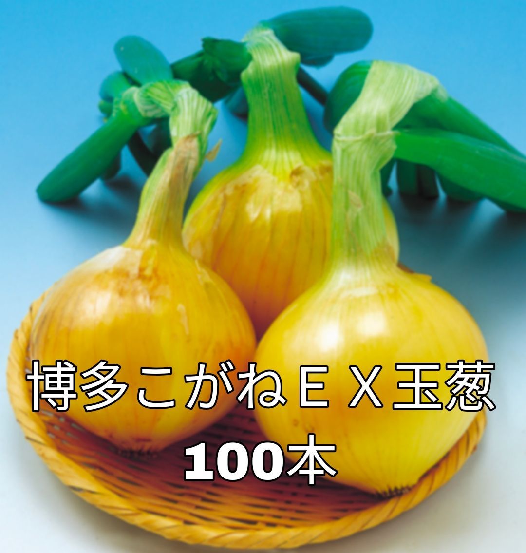 100本 タマネギ苗 博多こがねex玉葱 タマネギ 超極早生 早生 玉ねぎ 玉葱 玉ネギ 福岡 こがね 🪲苗 100 - メルカリ