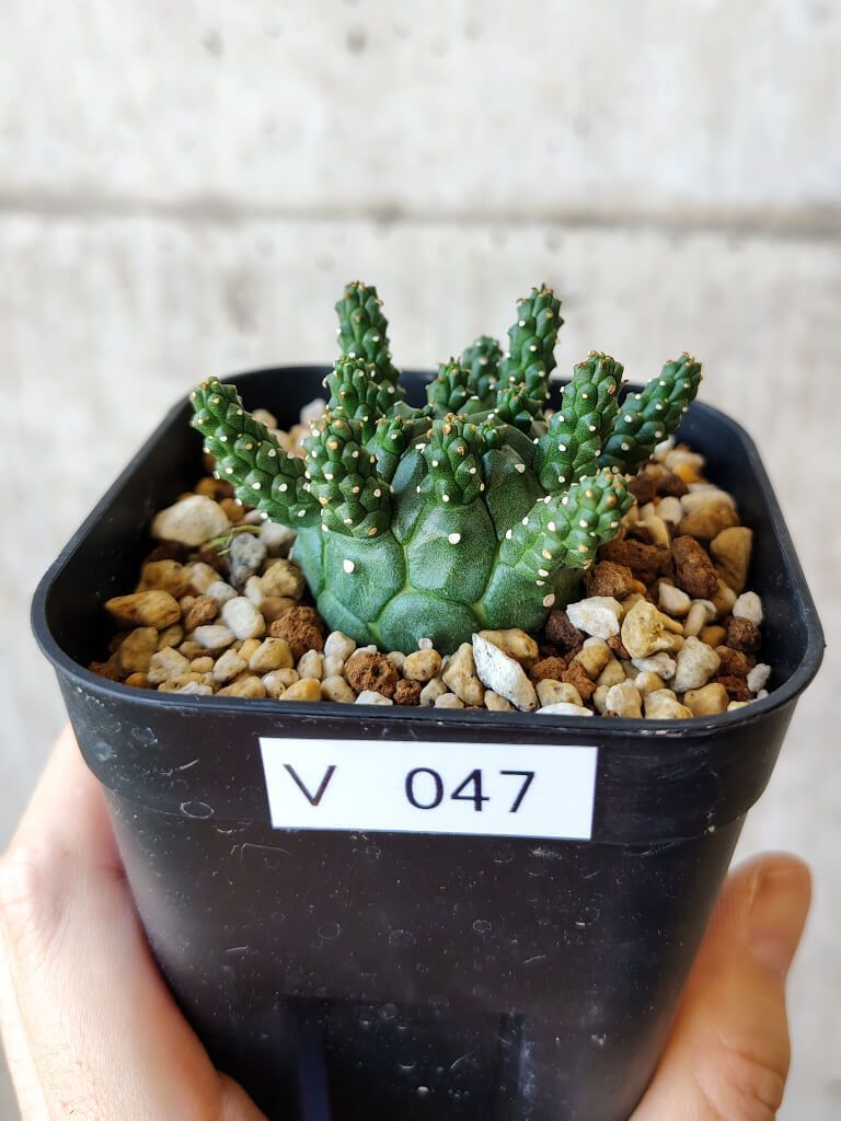 現品限り】ユーフォルビア・ガムケンシス【V47】 Euphorbia