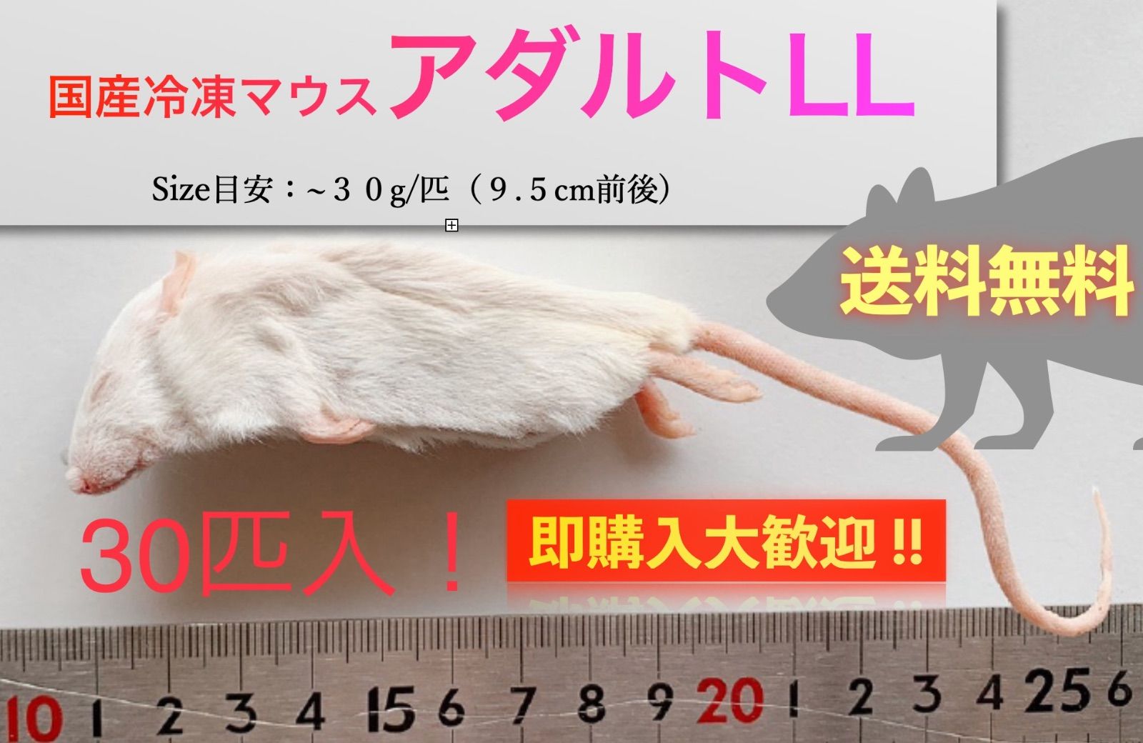 送料無料】国産冷凍マウスアダルトLL30匹入@即購入OK！北海道・沖縄の 