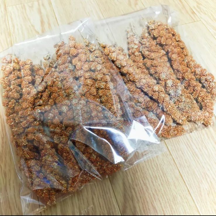 【T-ポイント5倍】 無農薬 国産赤粟穂 メルカリ - 300g その他