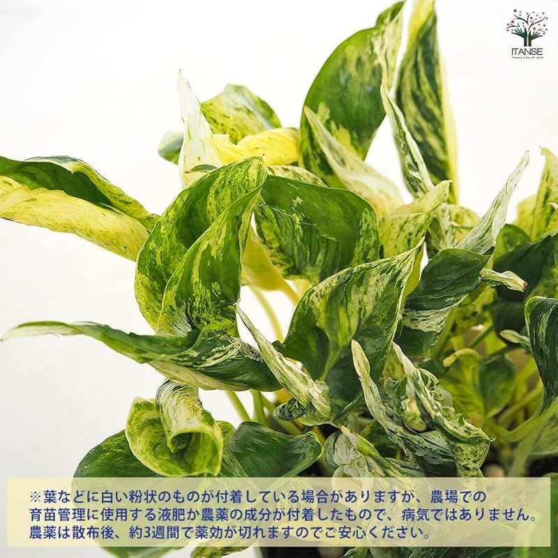 ソロモン諸島 白い斑入りの葉