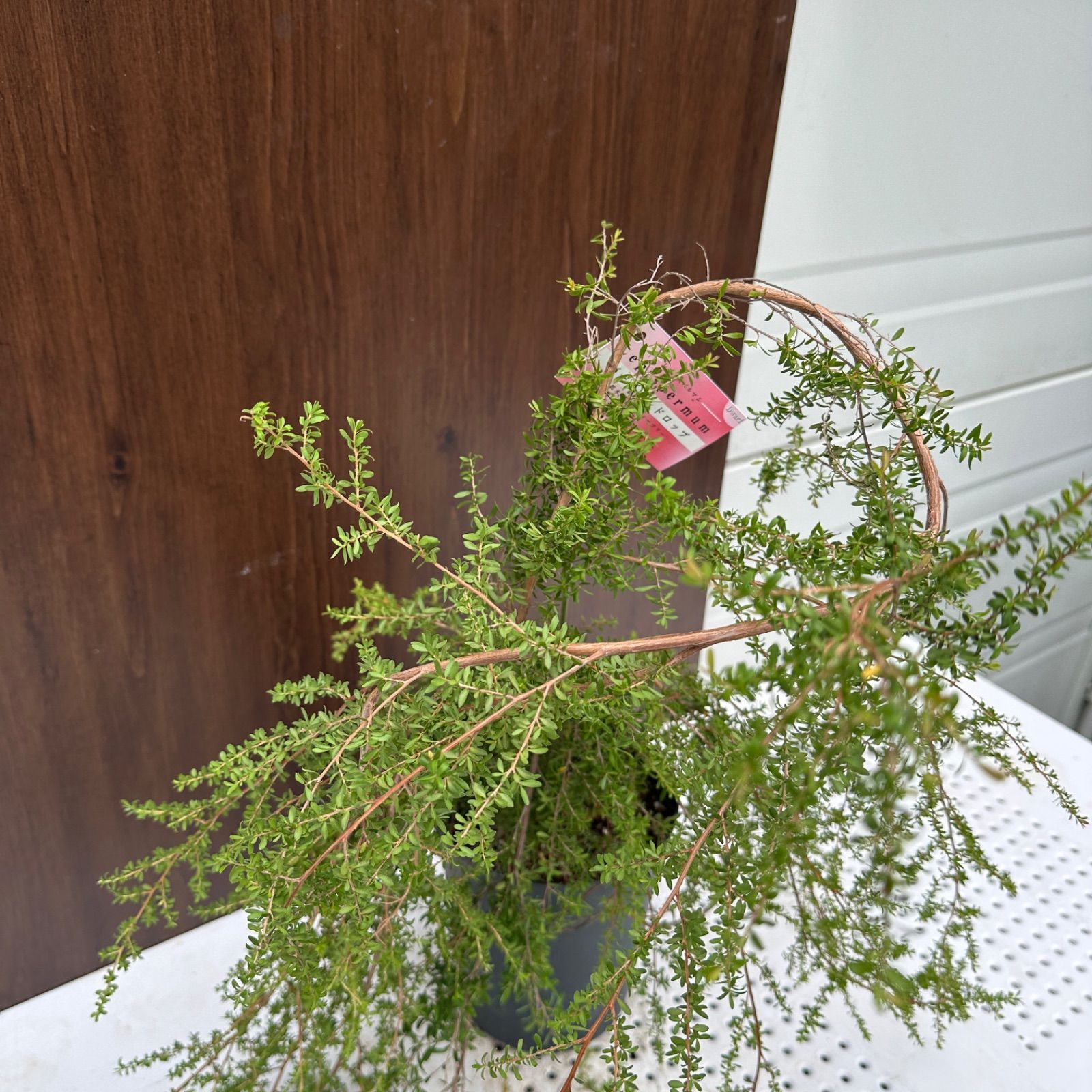 現品】④ レプトスペルマム バーチカルドロップ 6号 ティーツリー