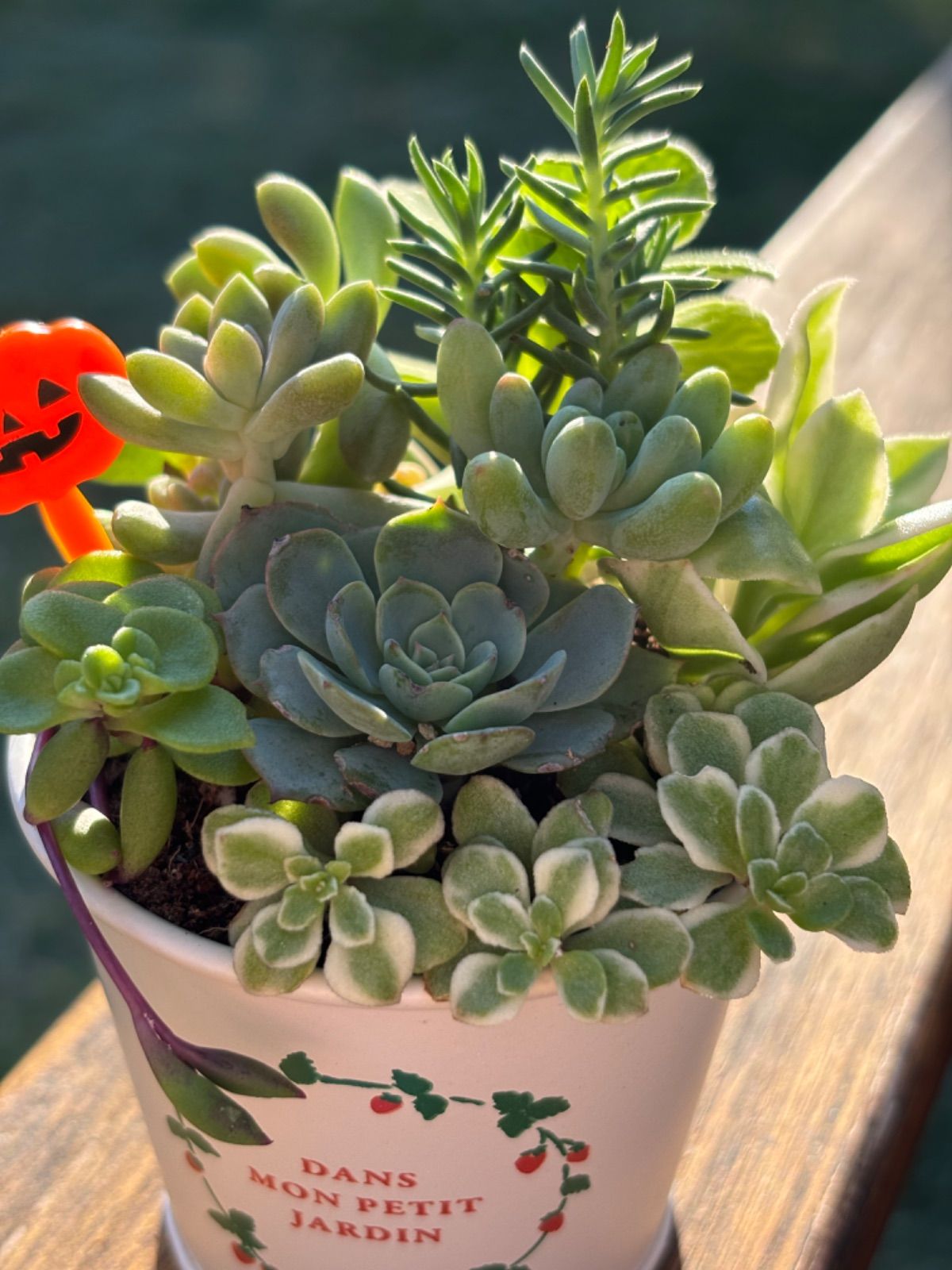 多肉植物＊寄せ植え＊ストロベリー柄鉢＊そのまま飾れる＊ハロウィン 