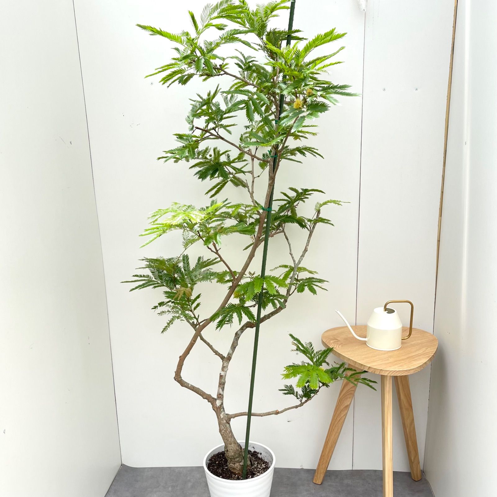 エバーフレッシュ 曲がり 10【現品】観葉植物 室内 大型 幹太