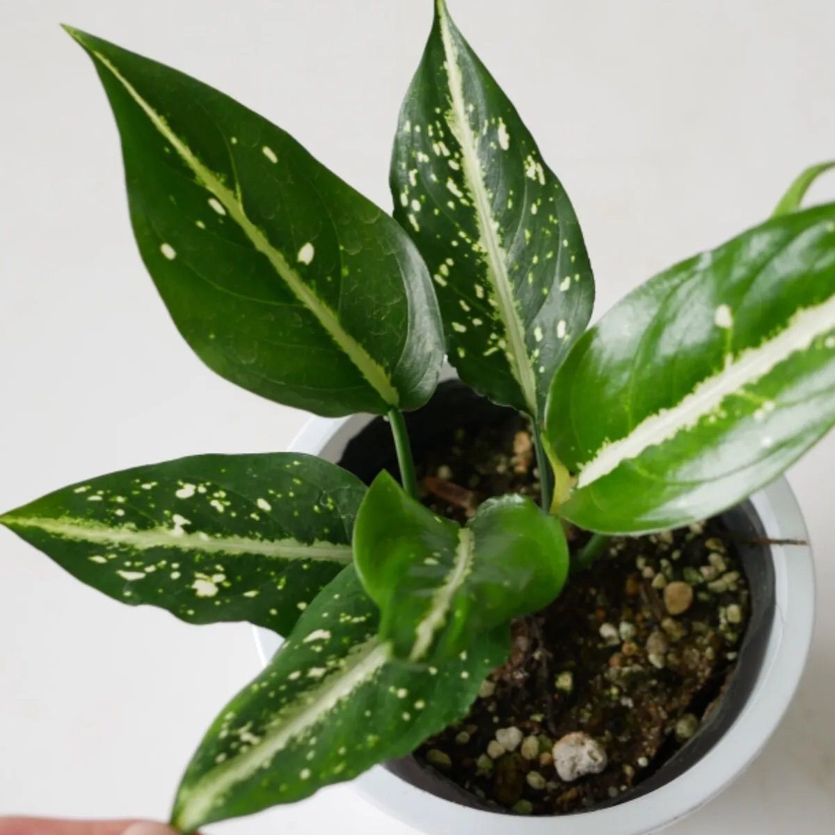 アグラオネマ　メタリカ　希少種　レア アグラオネマ メタリカ(Aglaonema metallica) | 希少植物の販売