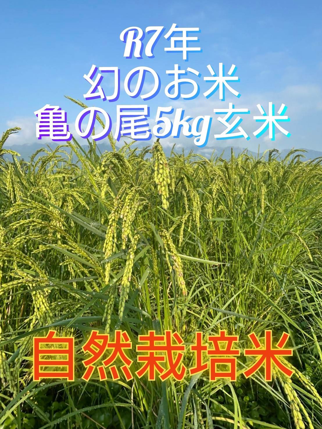 令和7年 自然栽培米 亀の尾5kg玄米 令和7年 自然栽培米 亀の尾5kg玄米