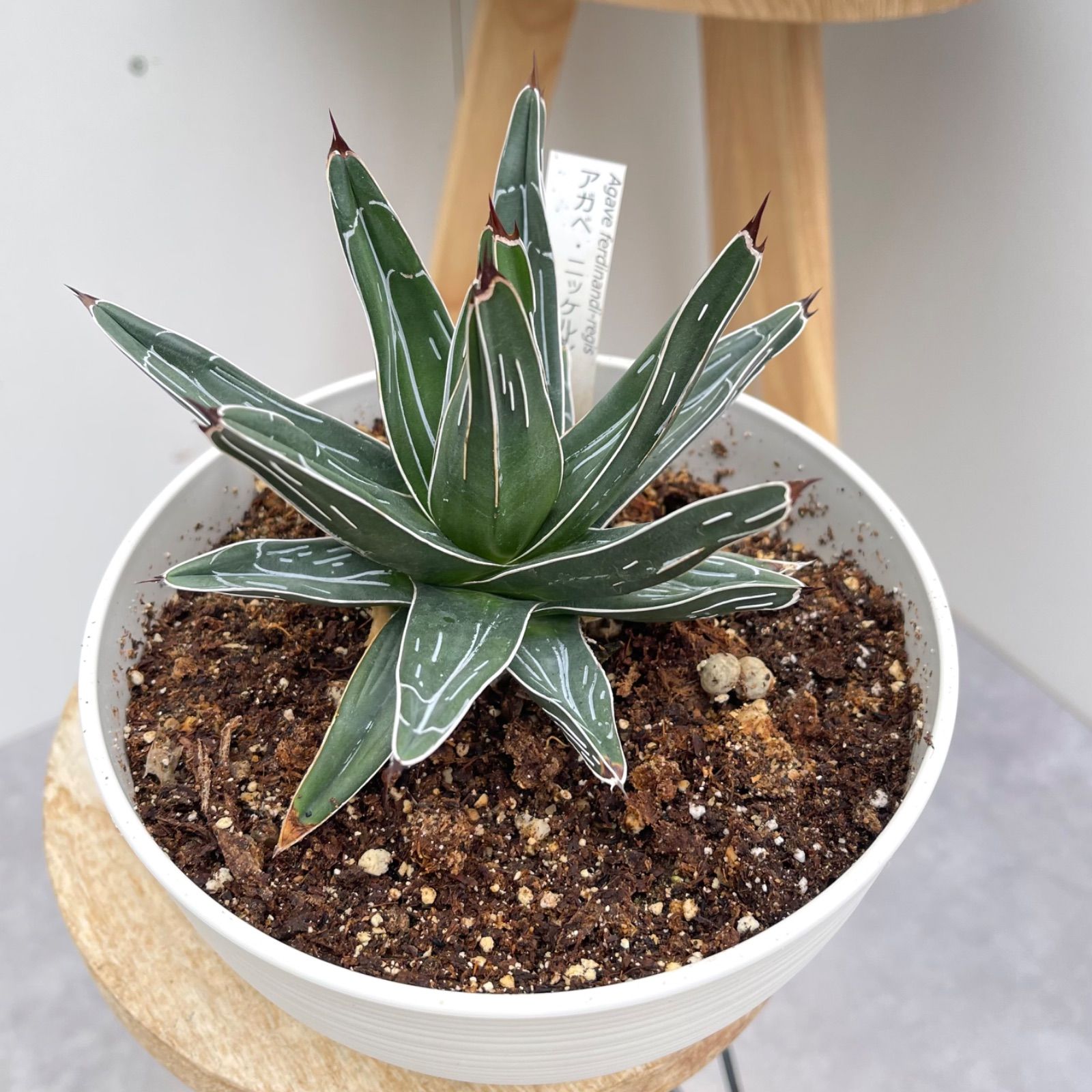 アガベ ニッケルシー 笹吹雪☆希少☆ 観葉植物 室内 6号