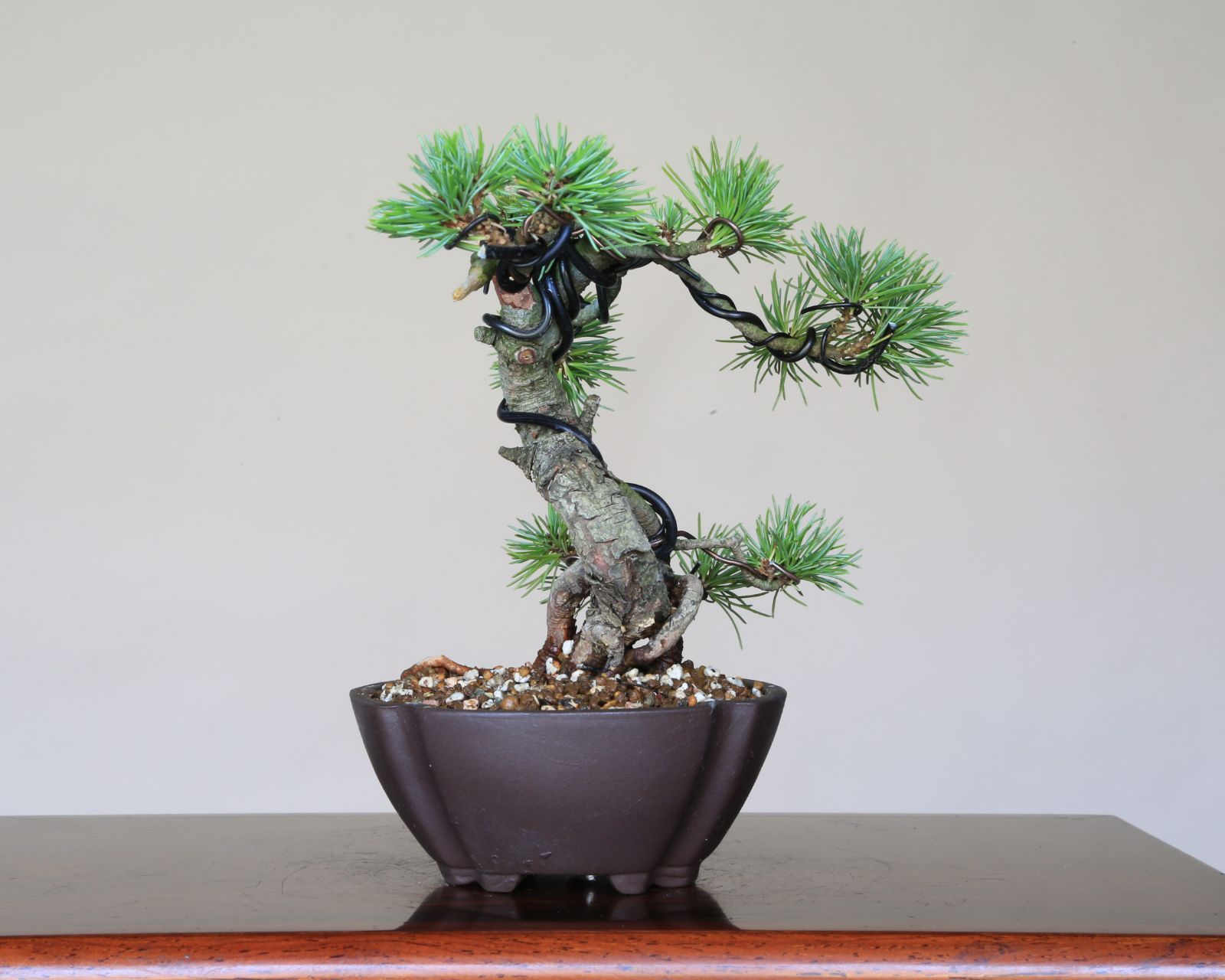 現品 盆栽