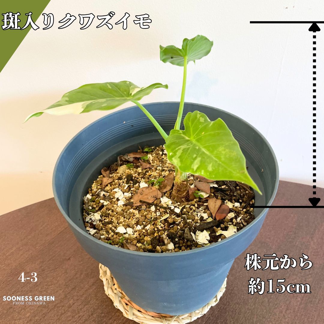 斑入りクワズイモ3株 斑入りクワズイモ3株