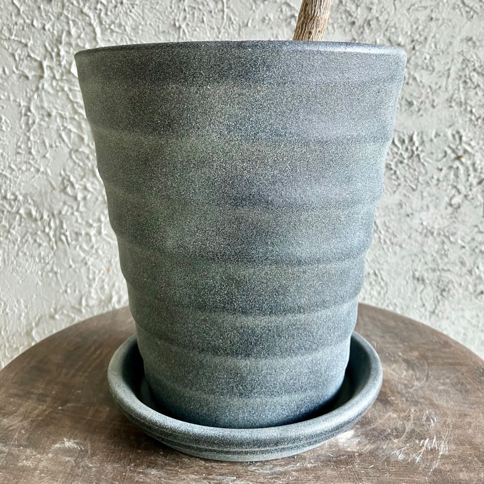 フィカス バーガンディ 曲がり仕立て 5号 アンティーク風