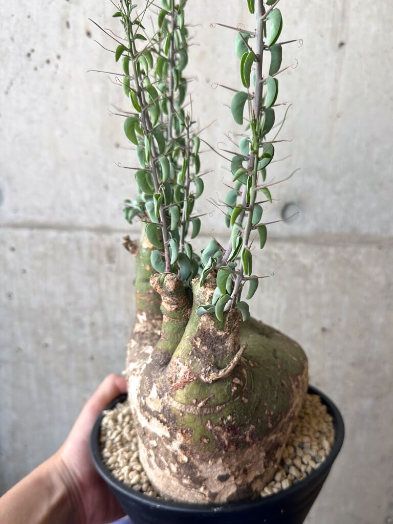 アデニア スピノーサ 実生 ※プラ鉢にて発送