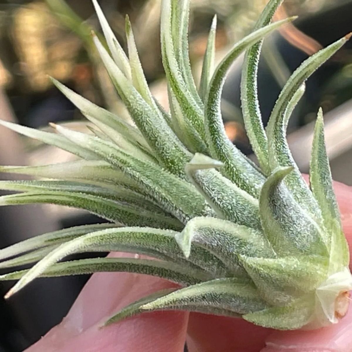 チランジア イオナンタ アルボマルギナータTillandsia ionantha