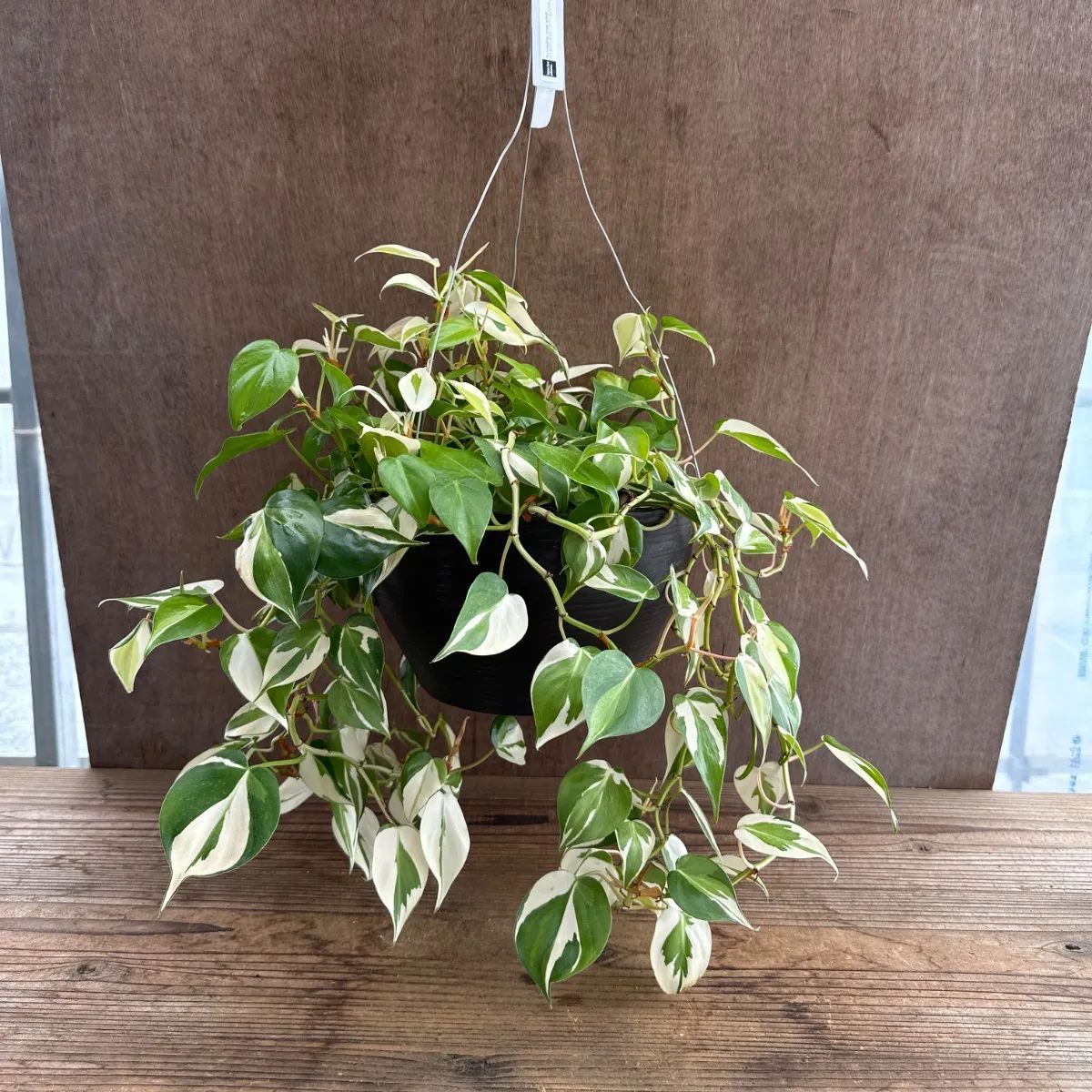 【希少】フィロデンドロンボブシー　極斑入り　スプラッシュの様なハーフ斑♡ 希少】フィロデンドロンボブシー 極斑入り スプラッシュの様なハーフ斑♡