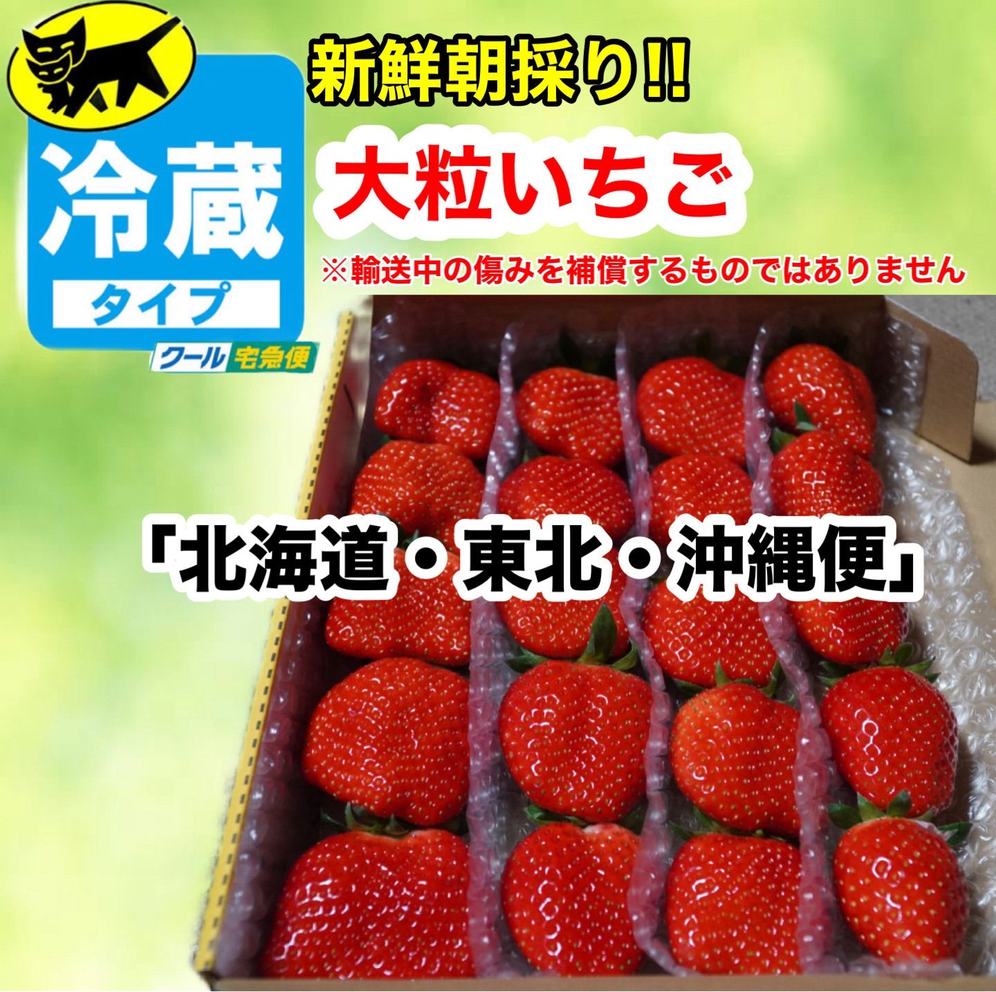 北海道・東北・沖縄便【クール】愛媛県産新鮮朝採り大粒いちご