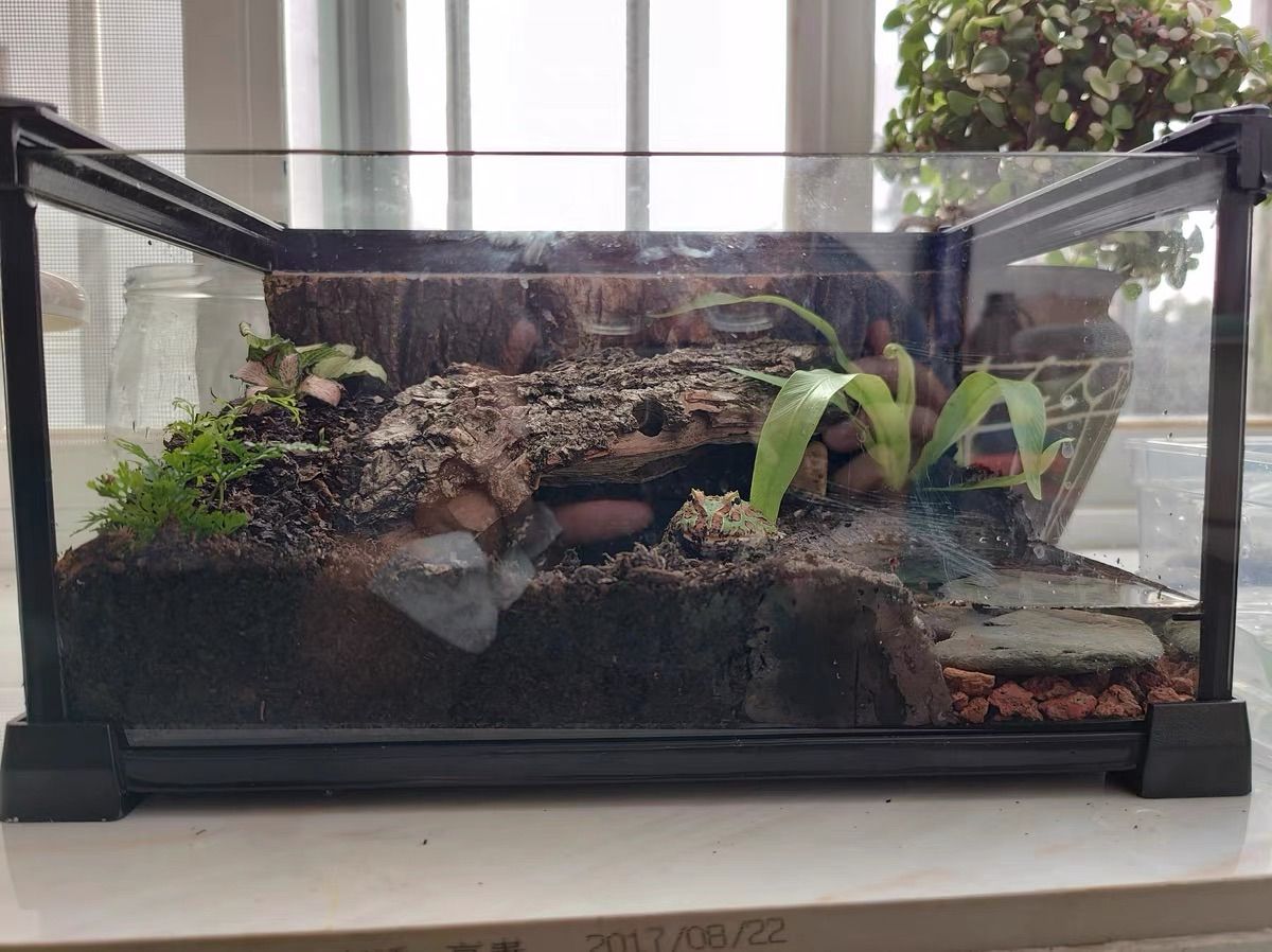 自社製組み立て式爬虫類両生類ケージガラス飼育ケージ120x60x120cm引