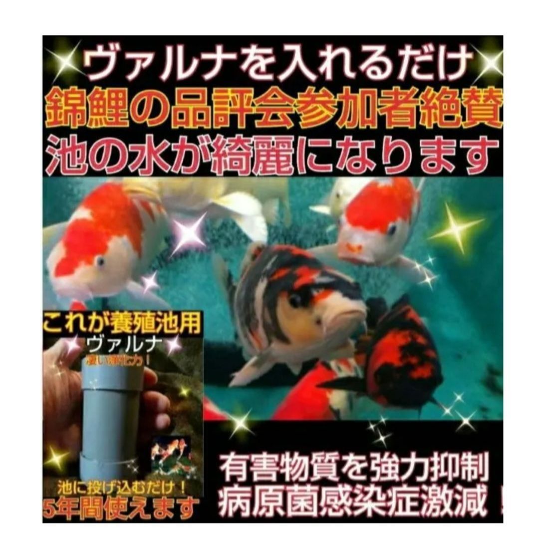 池の透明度アップ！有害物質、病原菌の抑制に抜群！ヴァルナ池用☆500