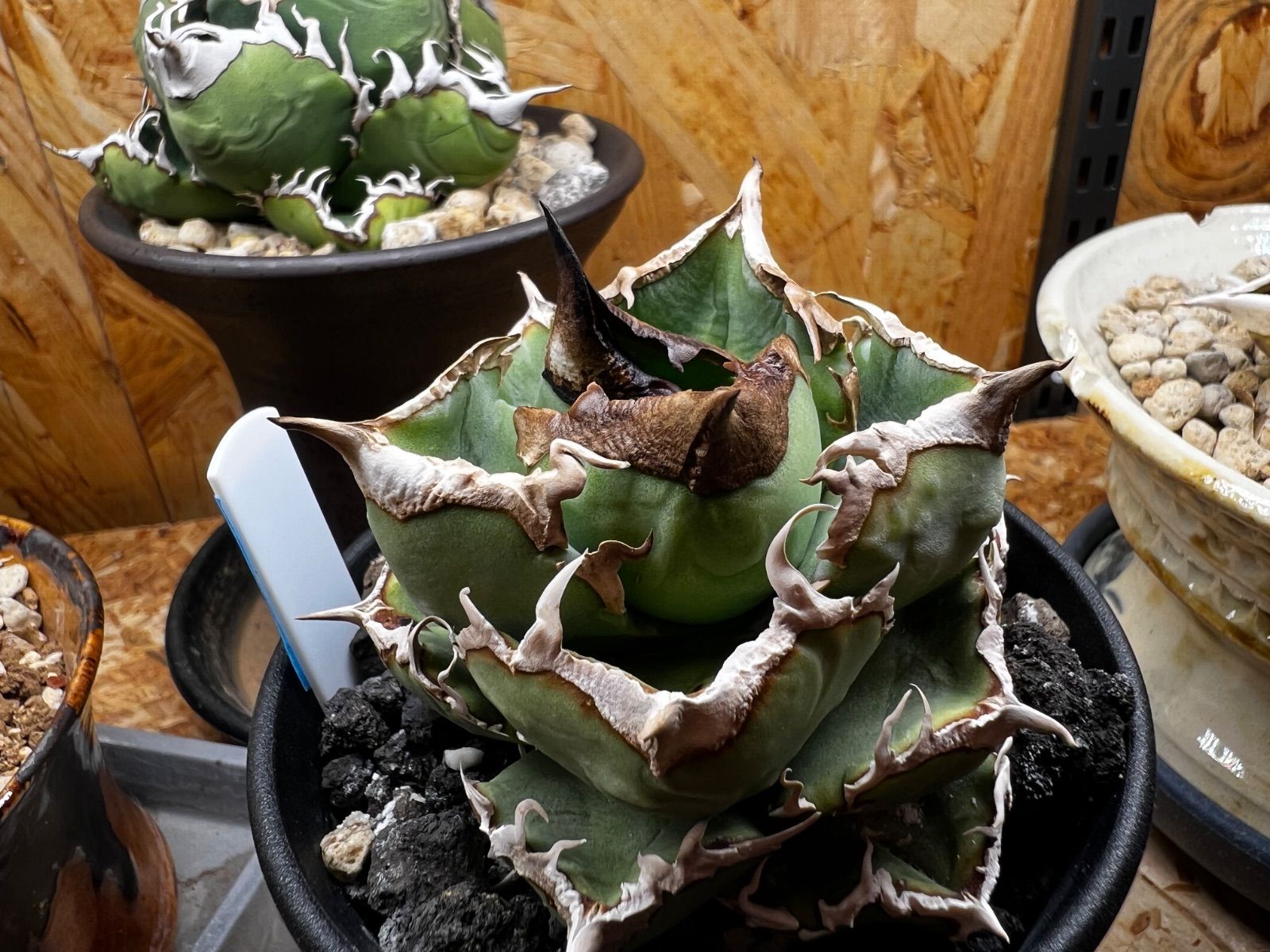 アガベ 清櫻　子株2 アガベ チタノタ 清櫻 アガベ 清櫻 子株2株付き アガベ チタノタ 清櫻/清