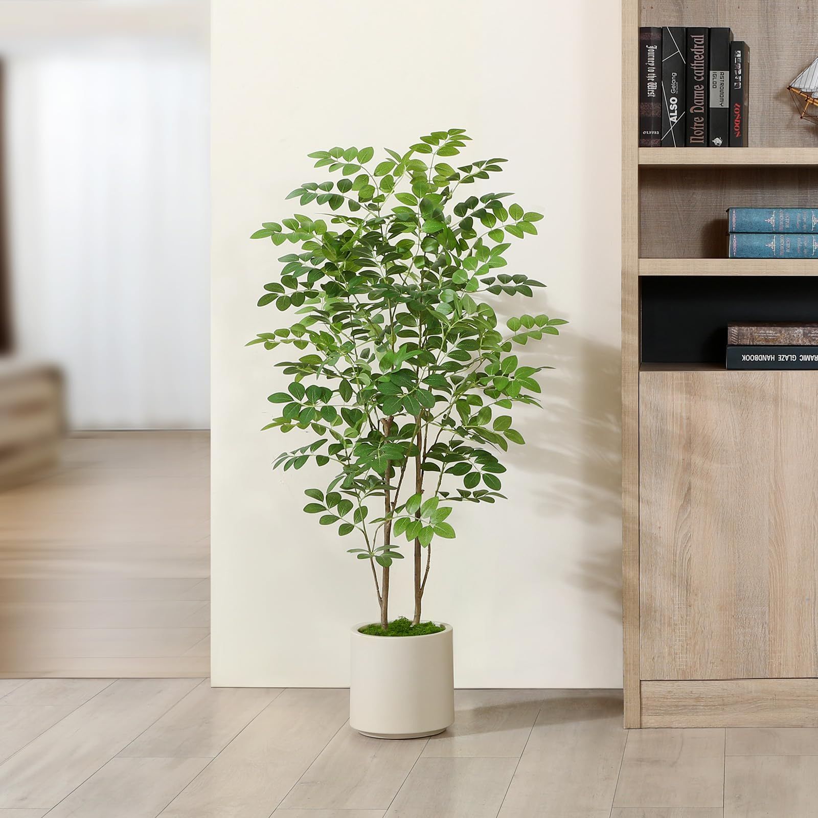 観葉植物 観葉樹