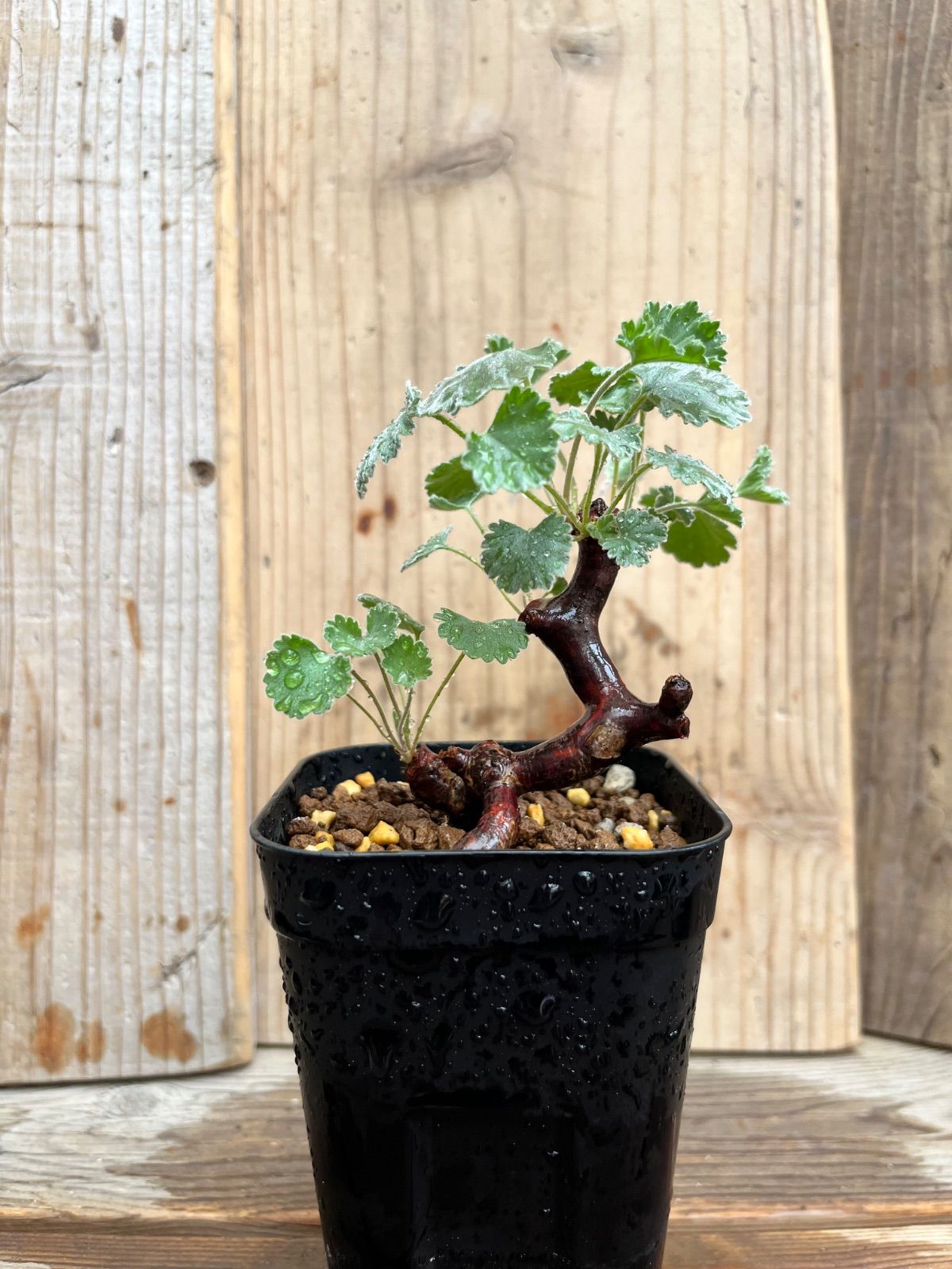 Z434【最新到着】Pachypodium グラキリス（MS）（現地球・抜き苗