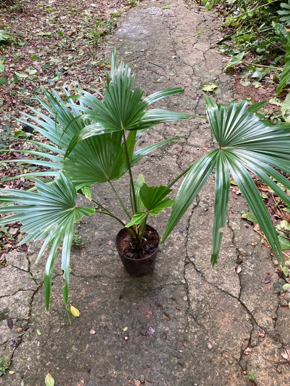 フィロデンドロン ジョーピー 3【現品】☆希少☆ 観葉植物 室内 7号