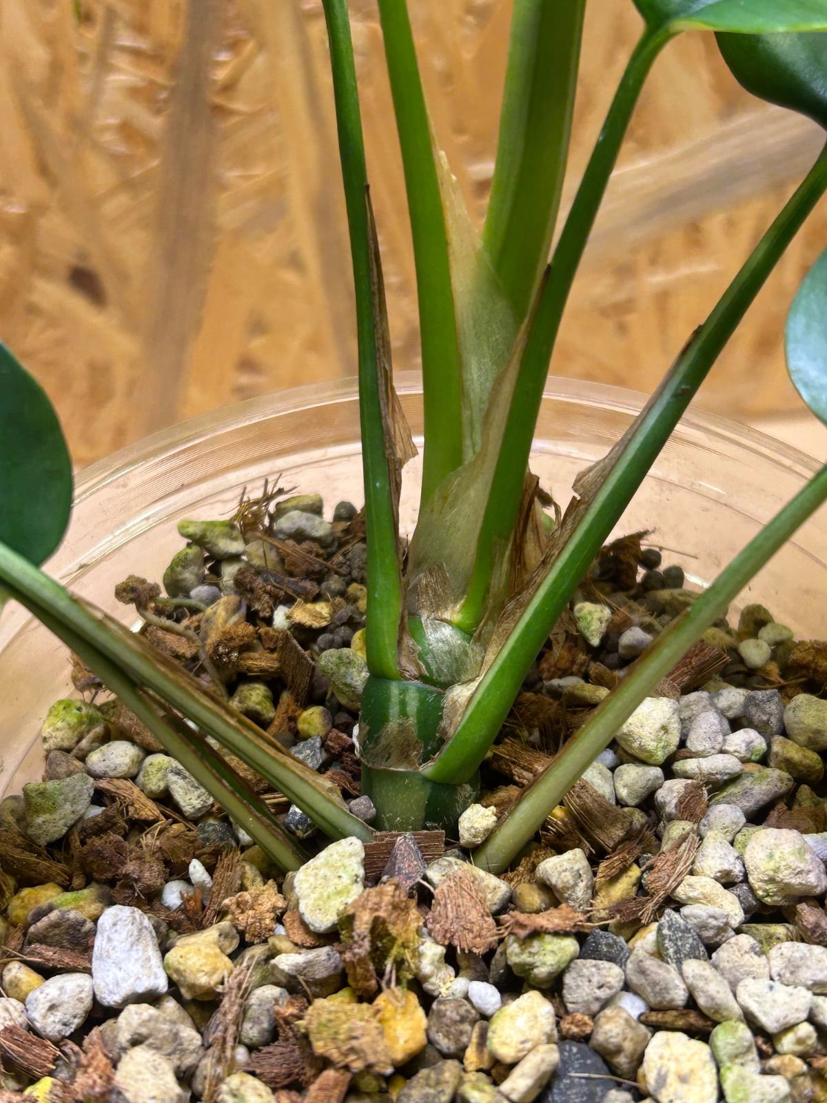 【極美株】ハーフムーン ラフィドフォラ テトラスペルマ パラゴン 斑入り 極美株】ラフィドフォラ テトラスペルマ パラゴン 斑入り③