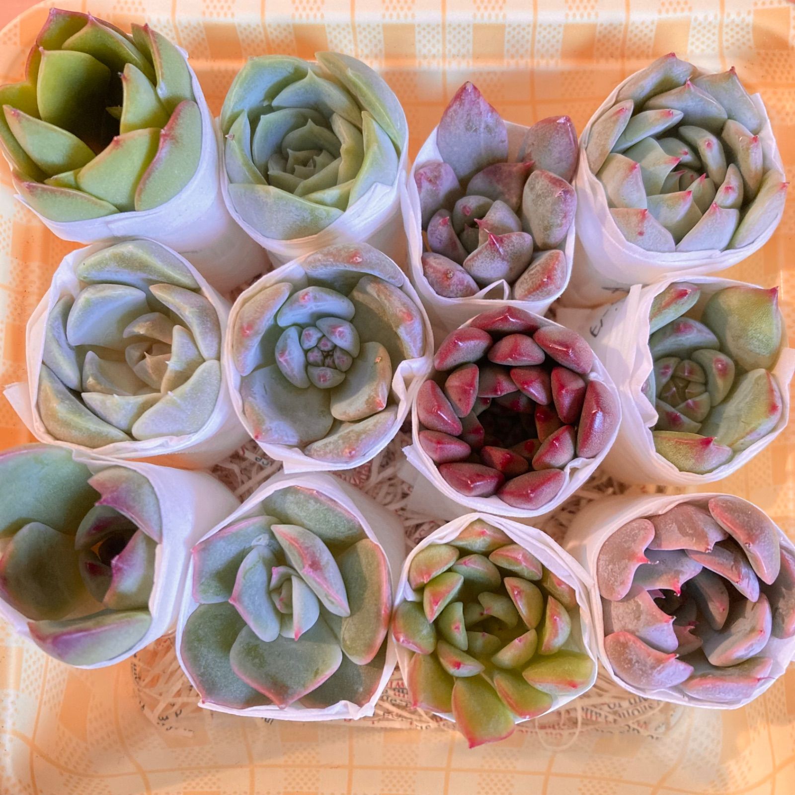 多肉植物 韓国苗 カット苗 寄せ植え セット 詰め合わせ エケベリア 12個 - メルカリShops