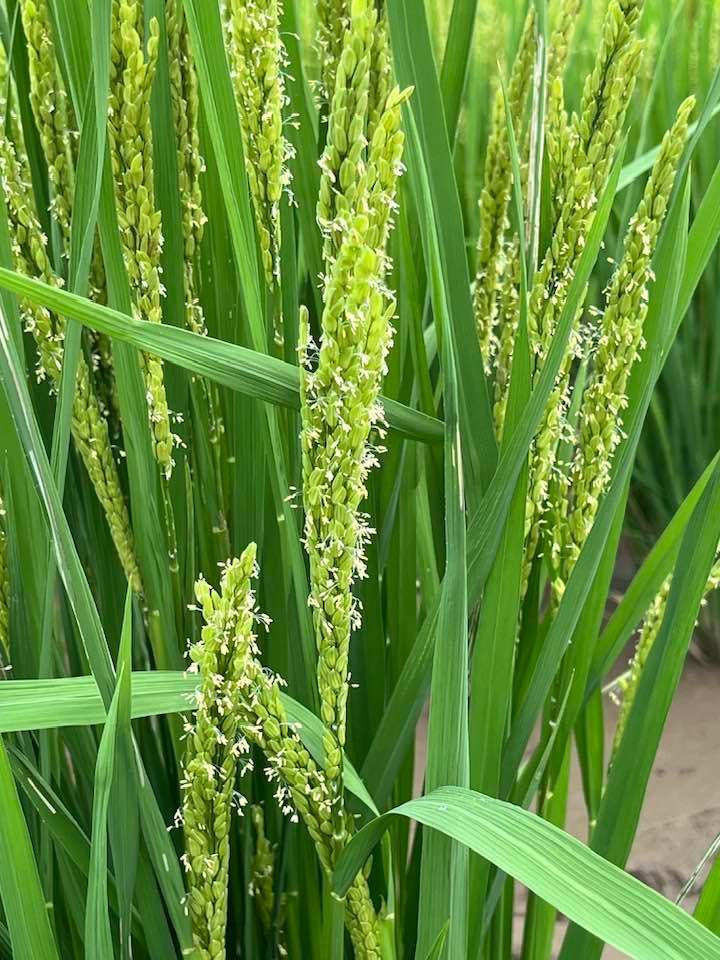 年末セール】【令和7年産】自然栽培「ミズホチカラ」米粉 1kg X
