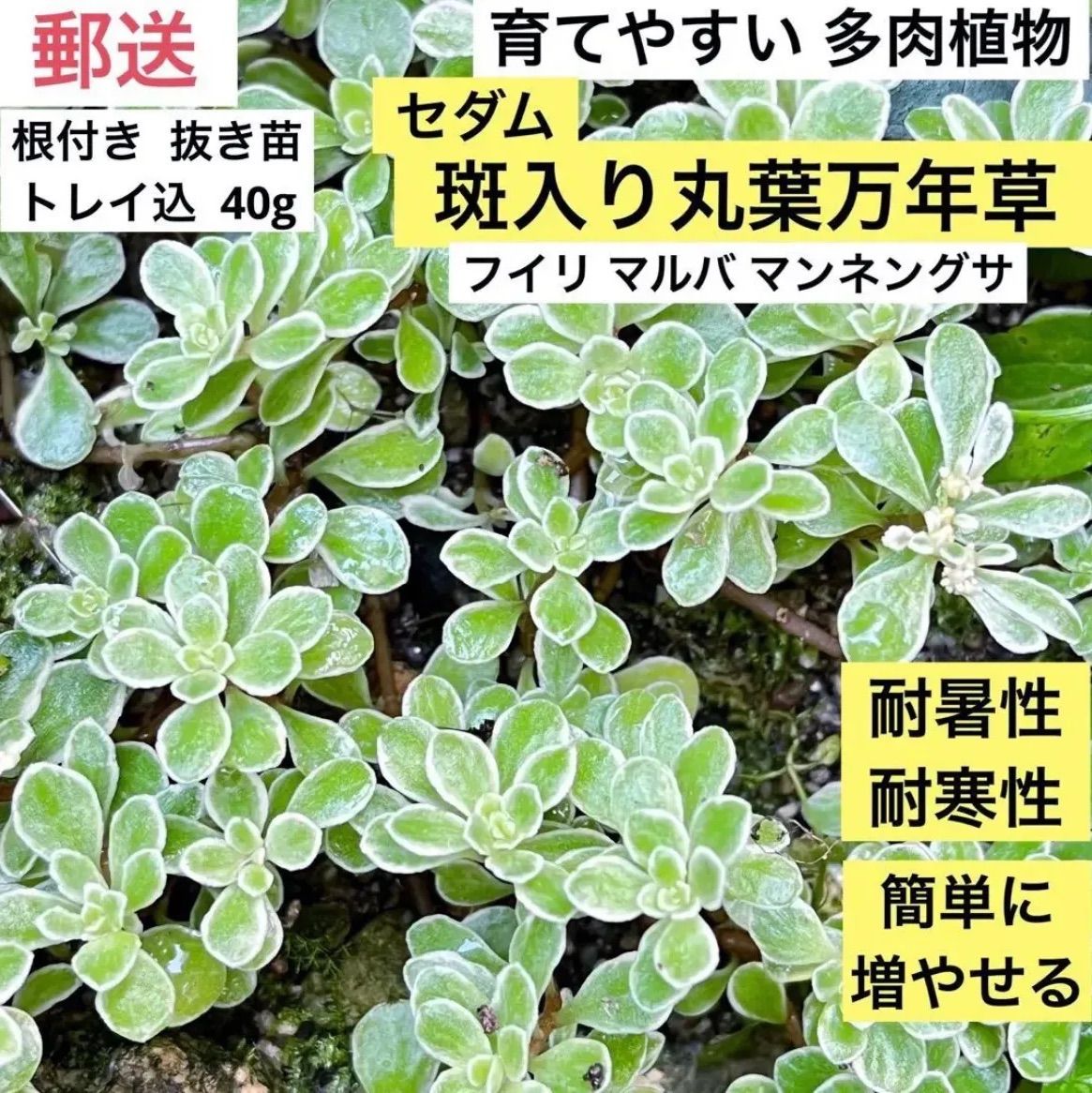 セダム 丸葉万年草 - 観葉植物