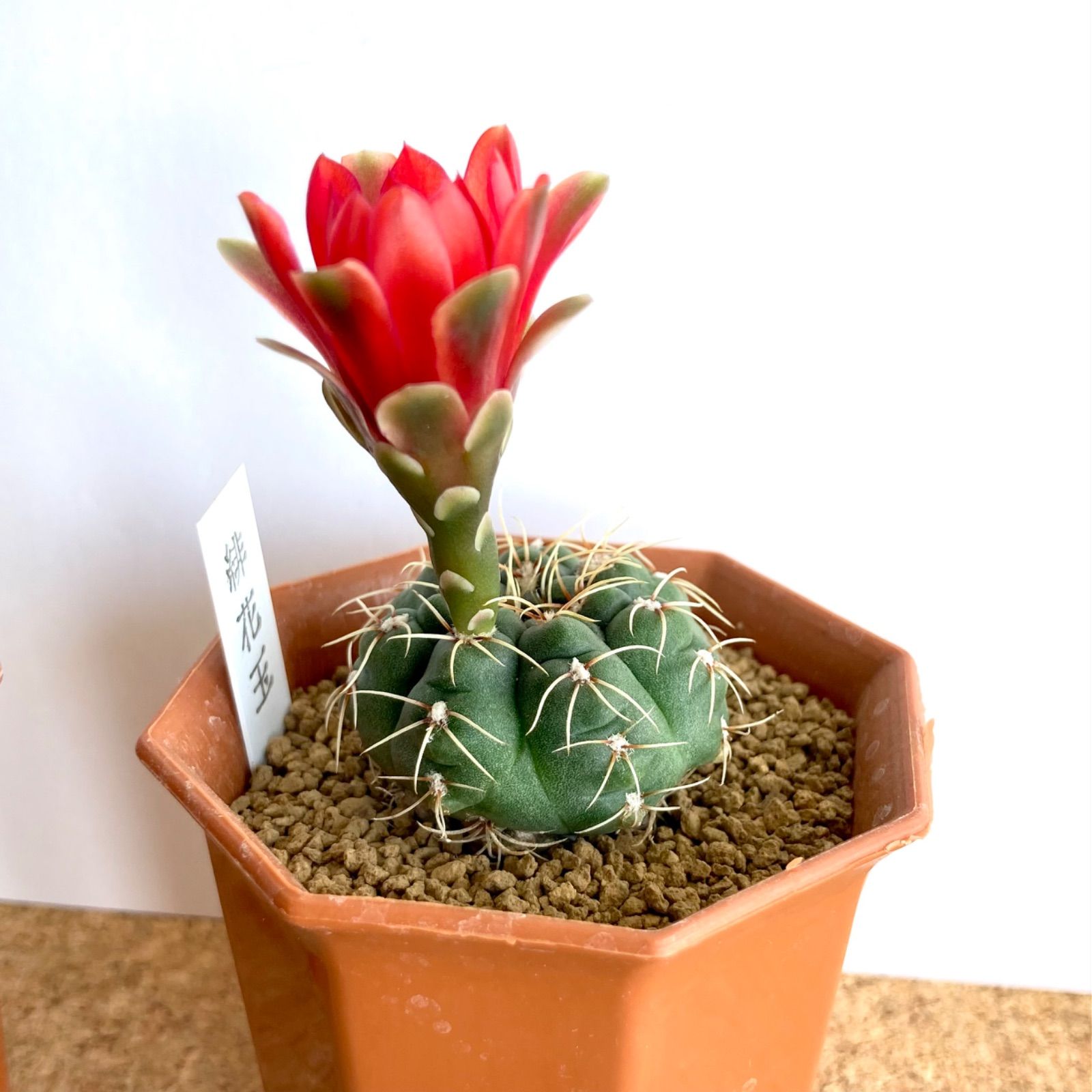 黒士冠 Copiapoa cinerea v. dealbata (黒王丸 現地球 子株