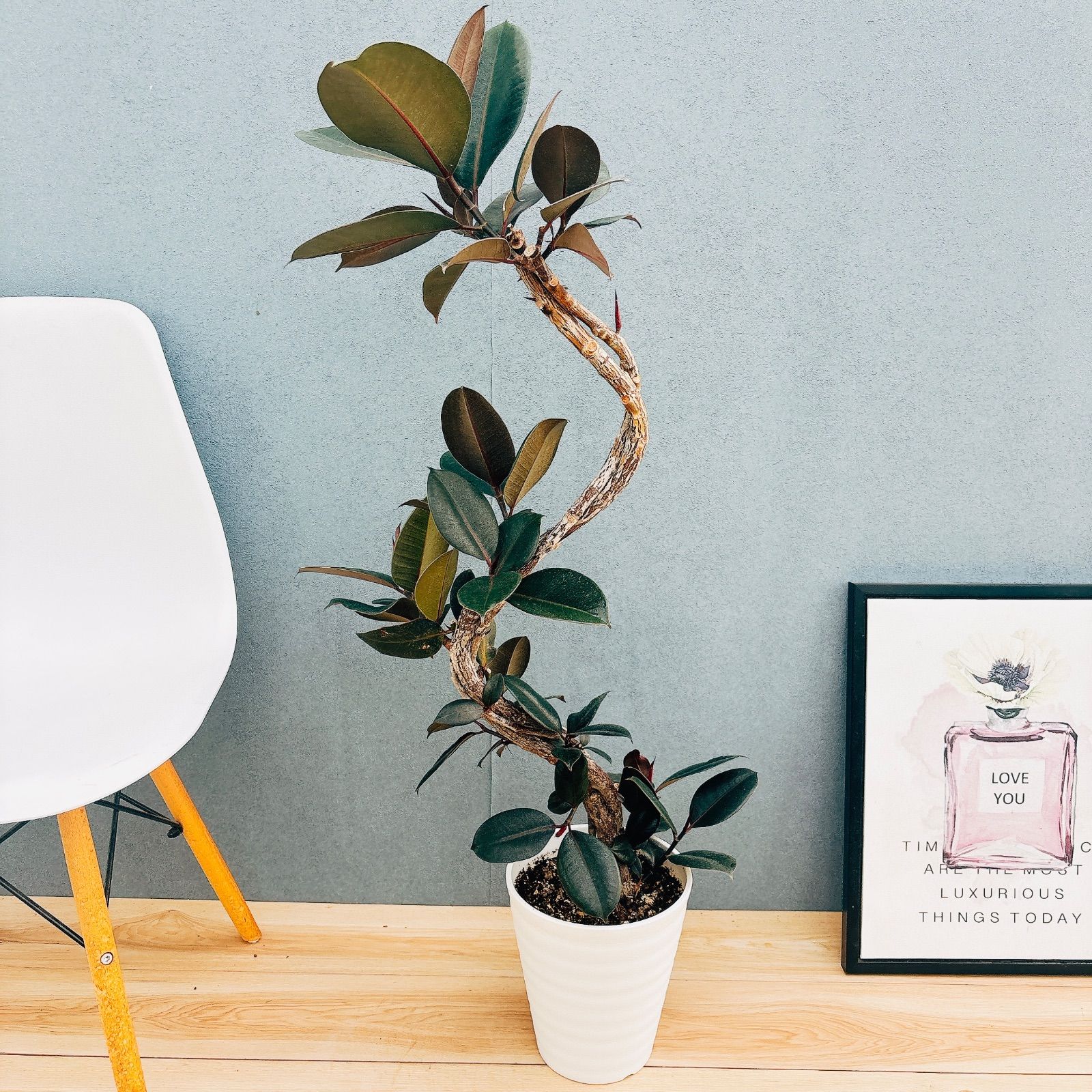 d*u様 【安心の発根済株/接木/鉢込】 パンダガジュマル 白多め 安心の