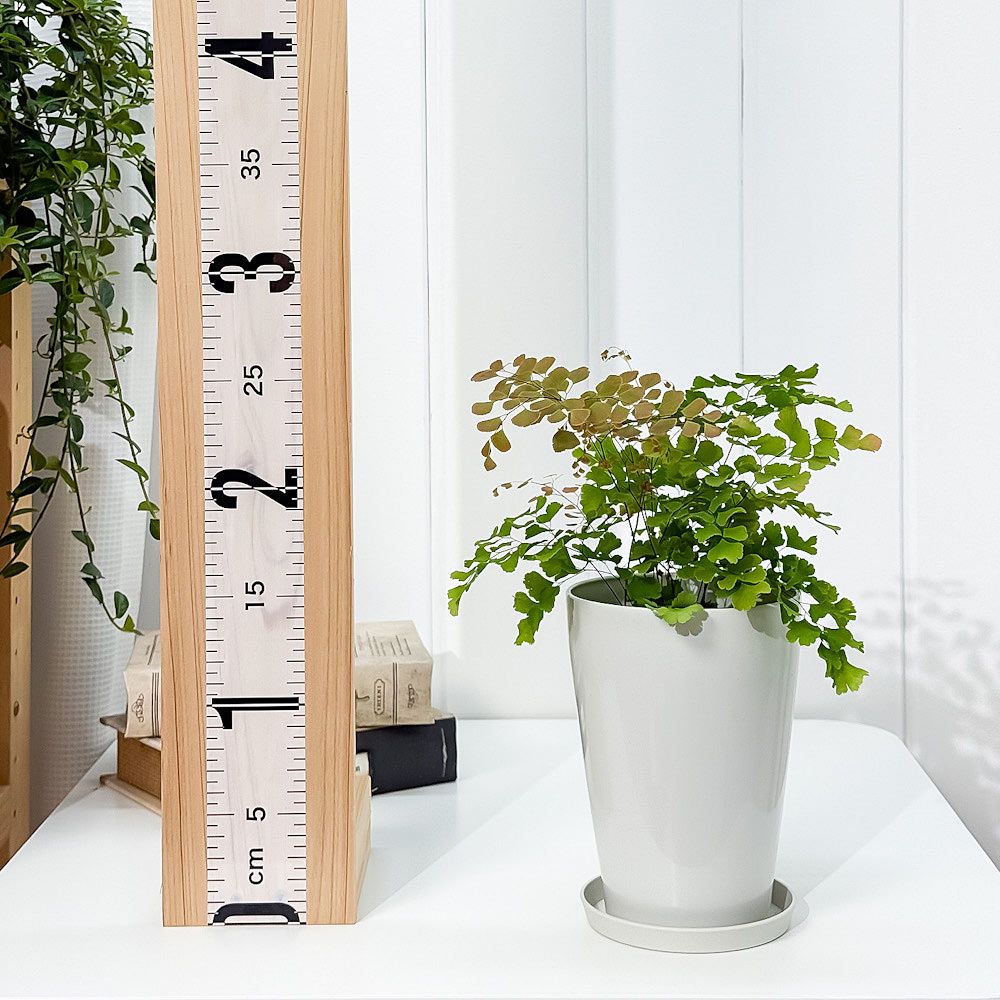 その他観葉植物 hapiAnthurium subsignatum その他観葉植物 hapiAnthurium subsignatum Anthurium