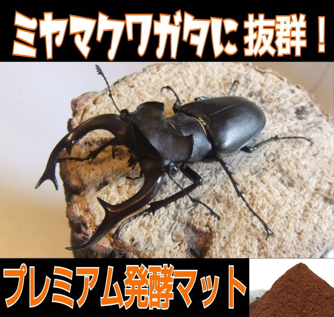 ノコギリクワガタに抜群