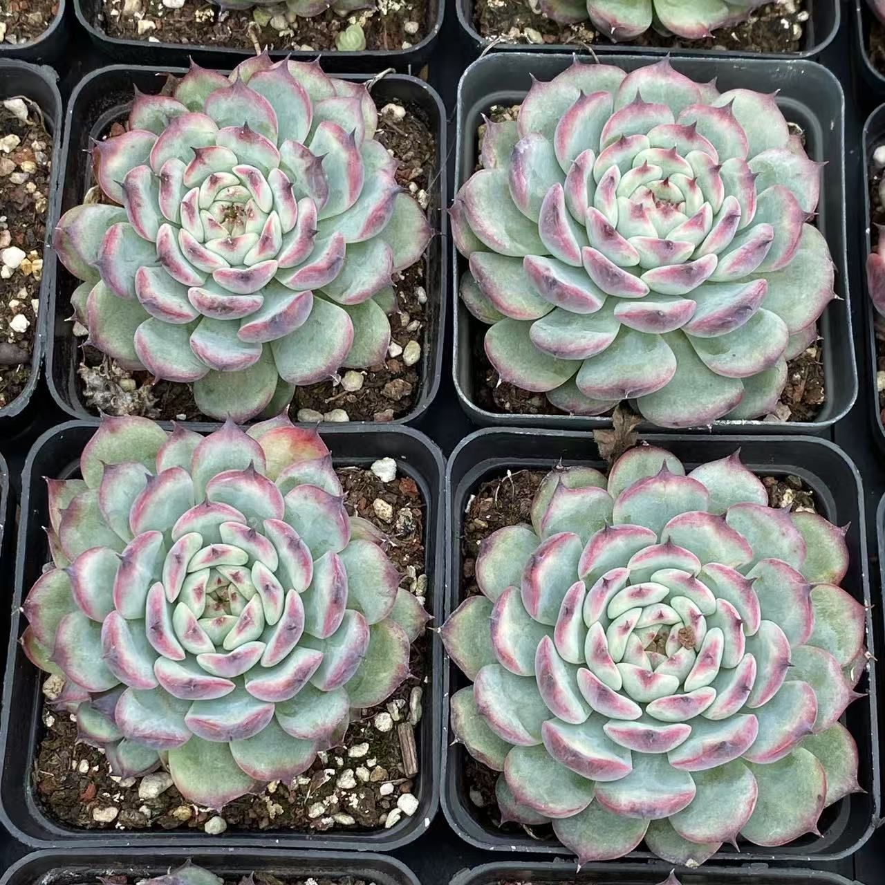 土付き シュガーフロスト QS60×105苗 ベリー ふっくら 多肉植物