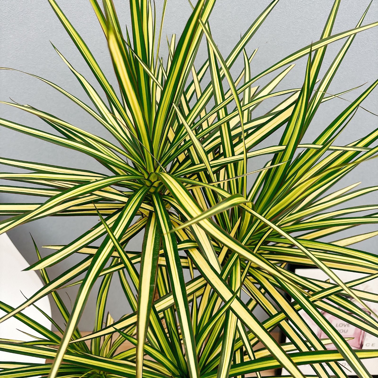 ［現品］【希少】14番　ドラセナコンシンネ　マジナータゴールド　8号　室内　大型 現品］【希少】14番 ドラセナコンシンネ マジナータゴールド 8号 室内 大型